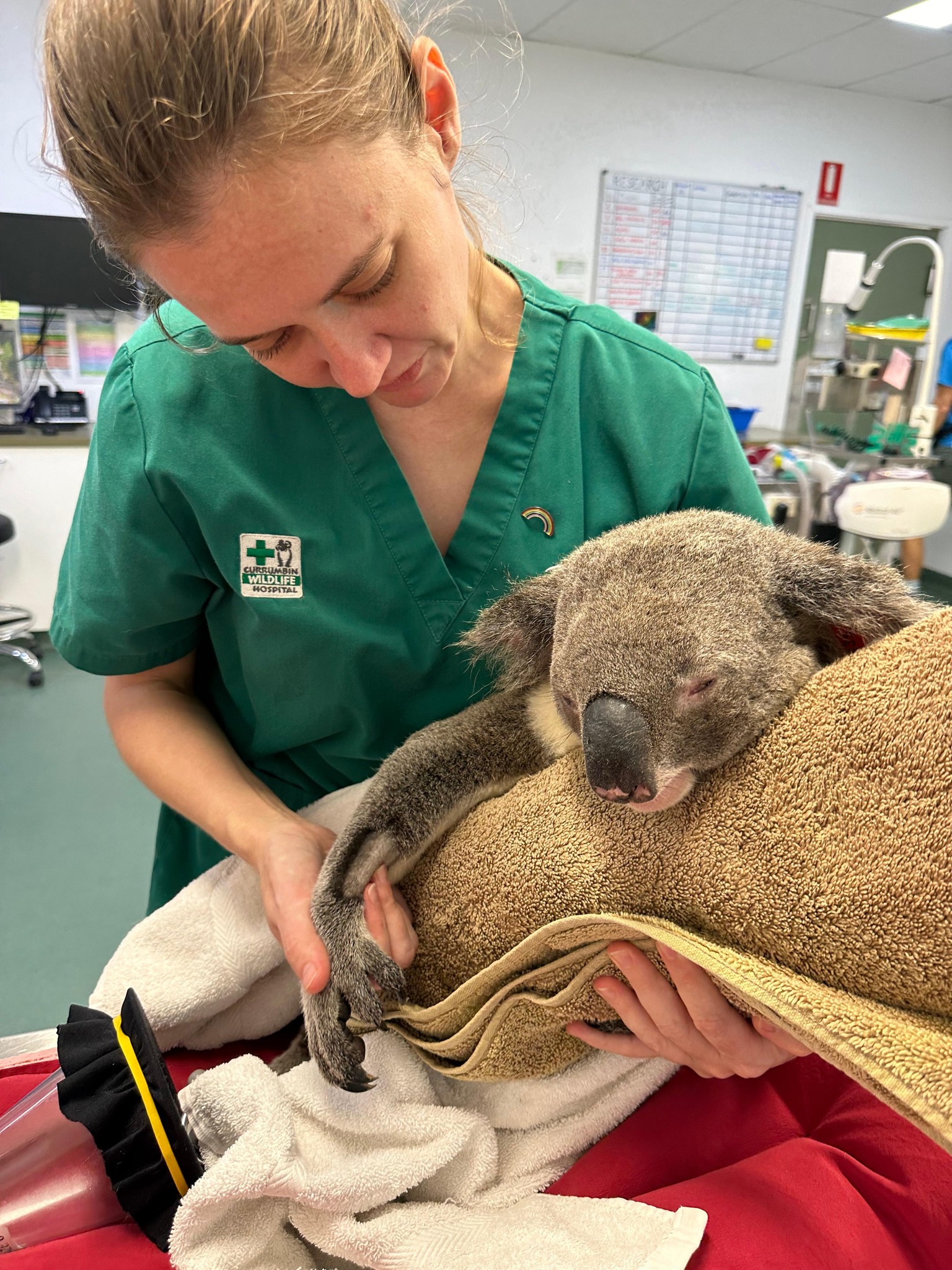 Veterinarian looks after a koala at Currumbin Wildlife Hospital Veterinarian looks after a koala at Currumbin Wildlife Hospital