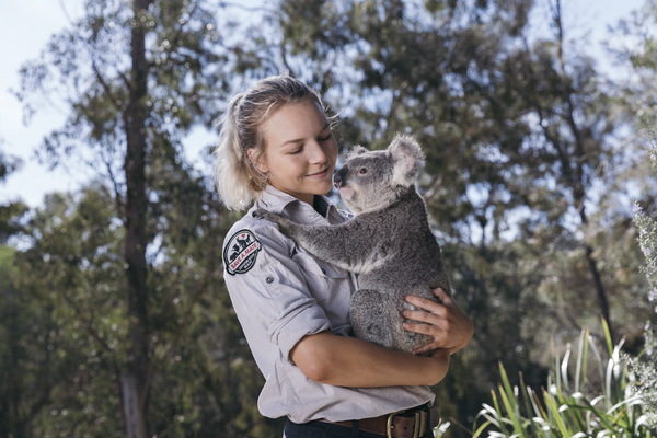 Wildlife ranger holds a koala at Paradise Country, Gold Coast Wildlife ranger holds a koala at Paradise Country, Gold Coast