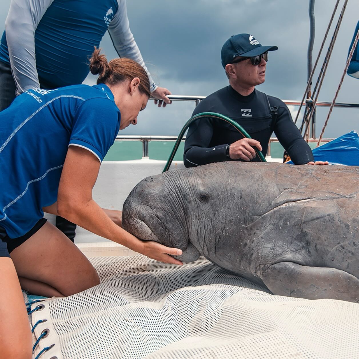 Sea World rescue team care for a wild dugong on a boat at sea Sea World rescue team care for a wild dugong on a boat at sea