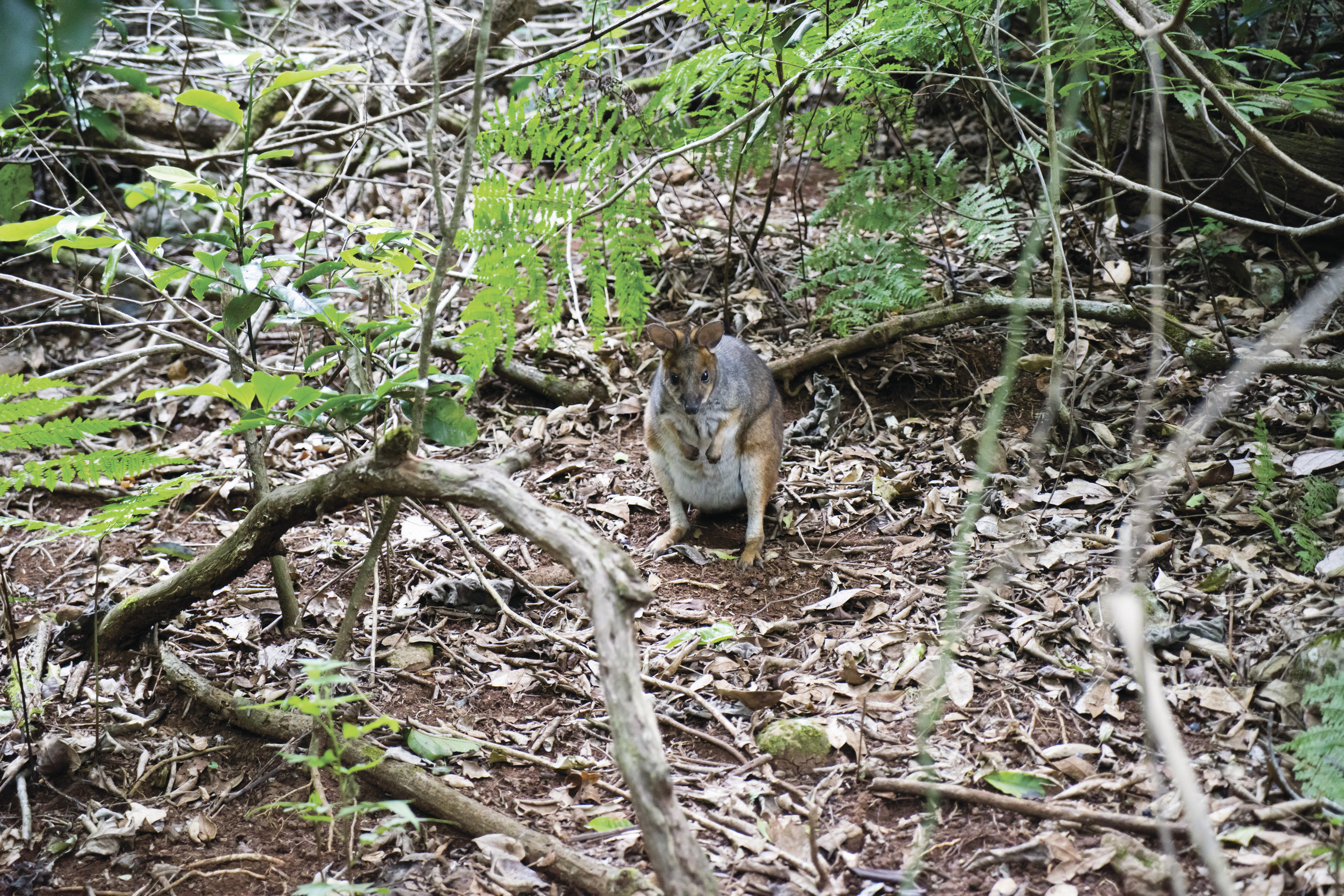 A Brush-Tailed Rock Wallaby rummaging through the green undergrowth