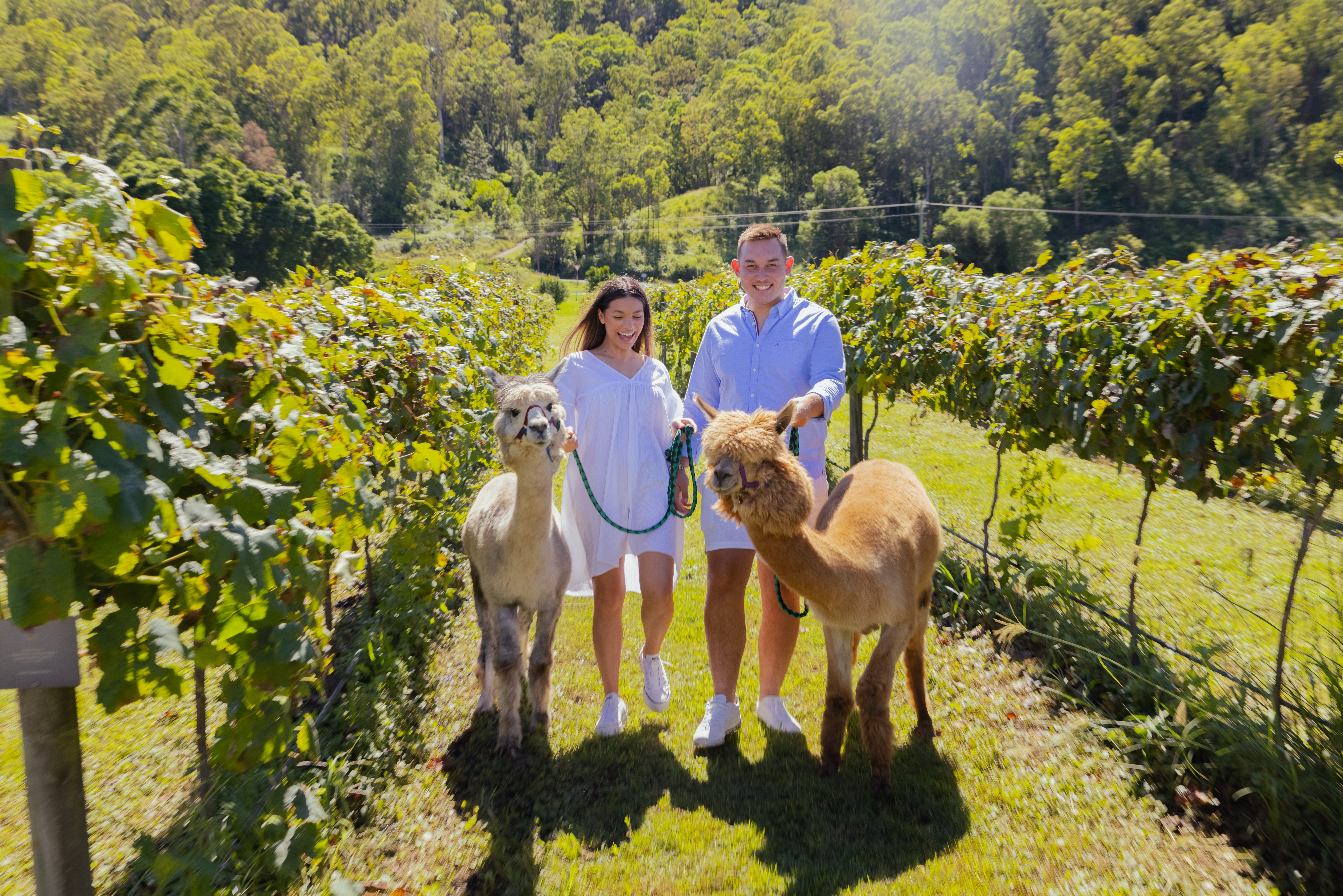 Couple Walking the alpacas at O'Reillys Canungra Valley Vineyard