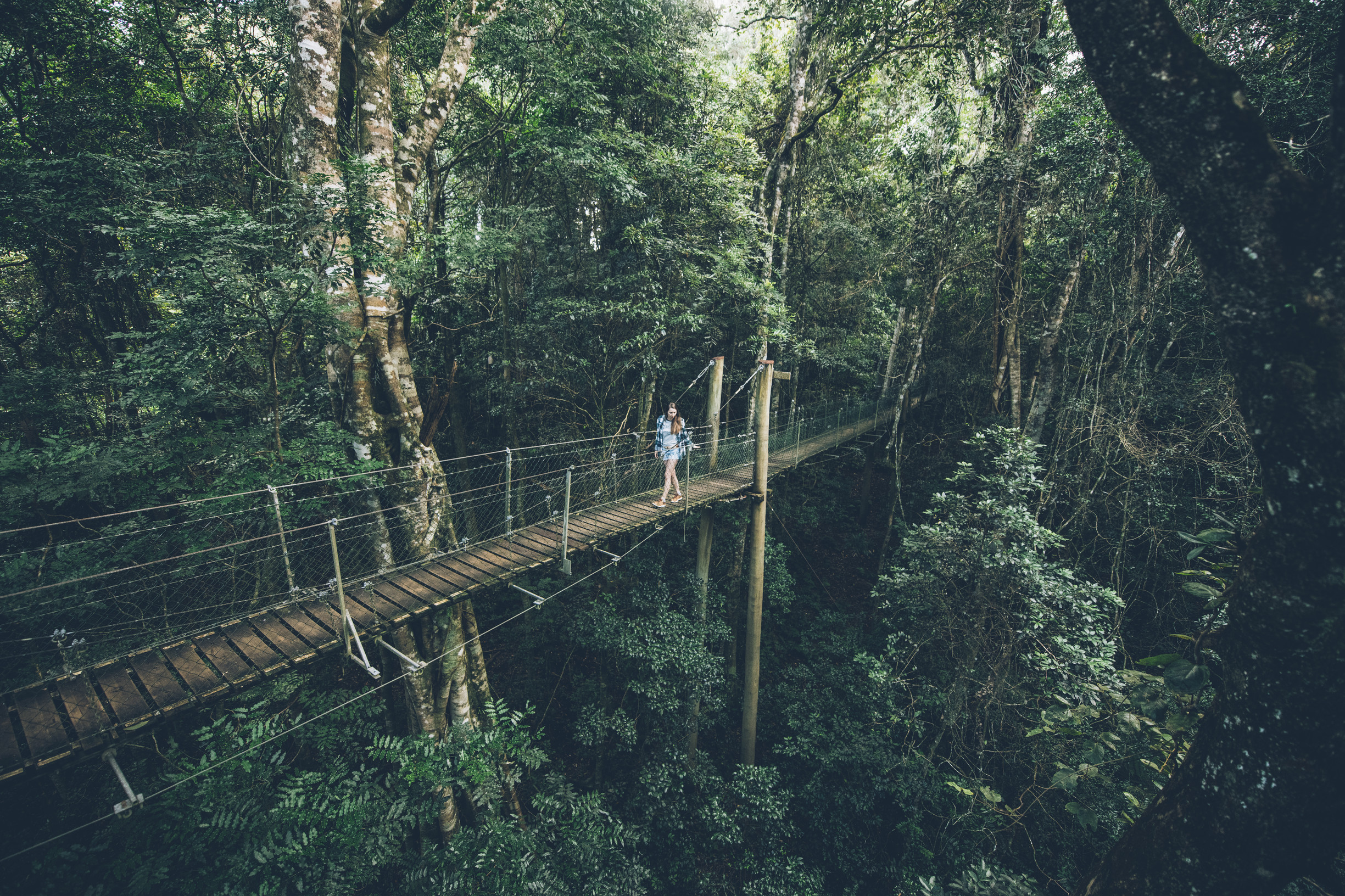 O'Reilly's Tree Top Walk, Lamington National Park | Gondwana rainforest guided tours O'Reilly's Tree Top Walk, Lamington National Park | Gondwana rainforest guided tours