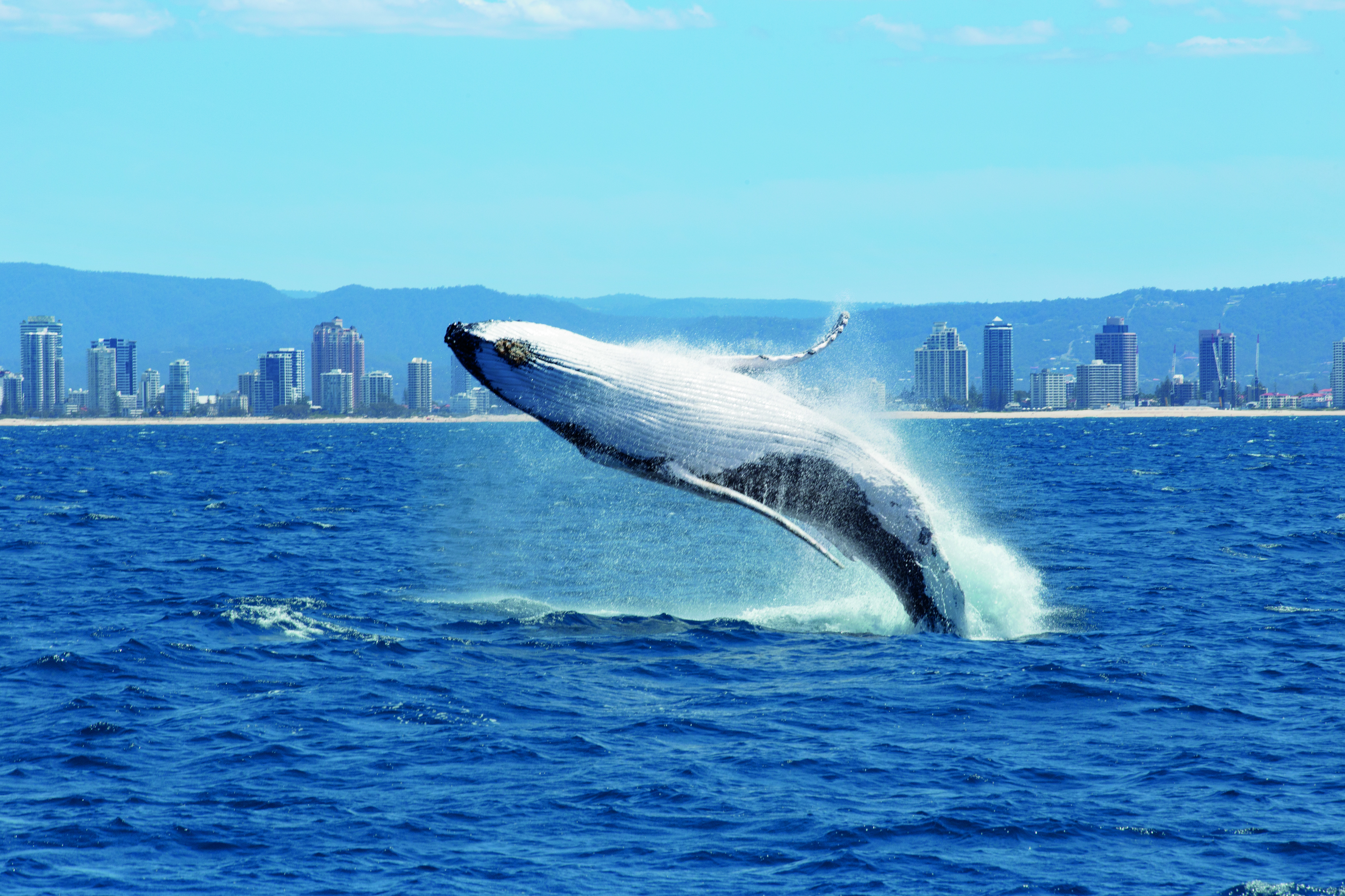 Humpback whale breaching on the Gold Coast | facts about humpback whales Queensland