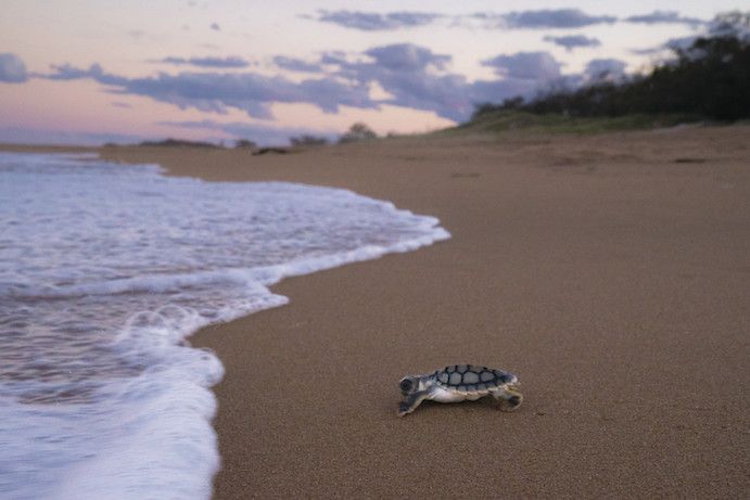 A baby turtle scurrying into the water from the beach | Turtle hatching Gladstone A baby turtle scurrying into the water from the beach | Turtle hatching Gladstone