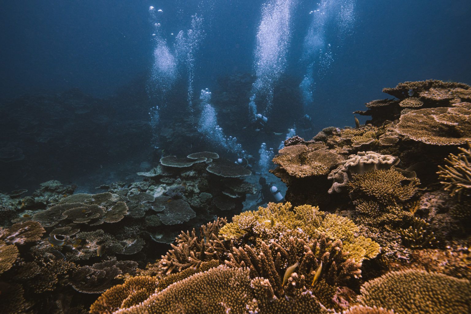 Heron Island | David Attenborough Dive Sites Heron Island | David Attenborough Dive Sites