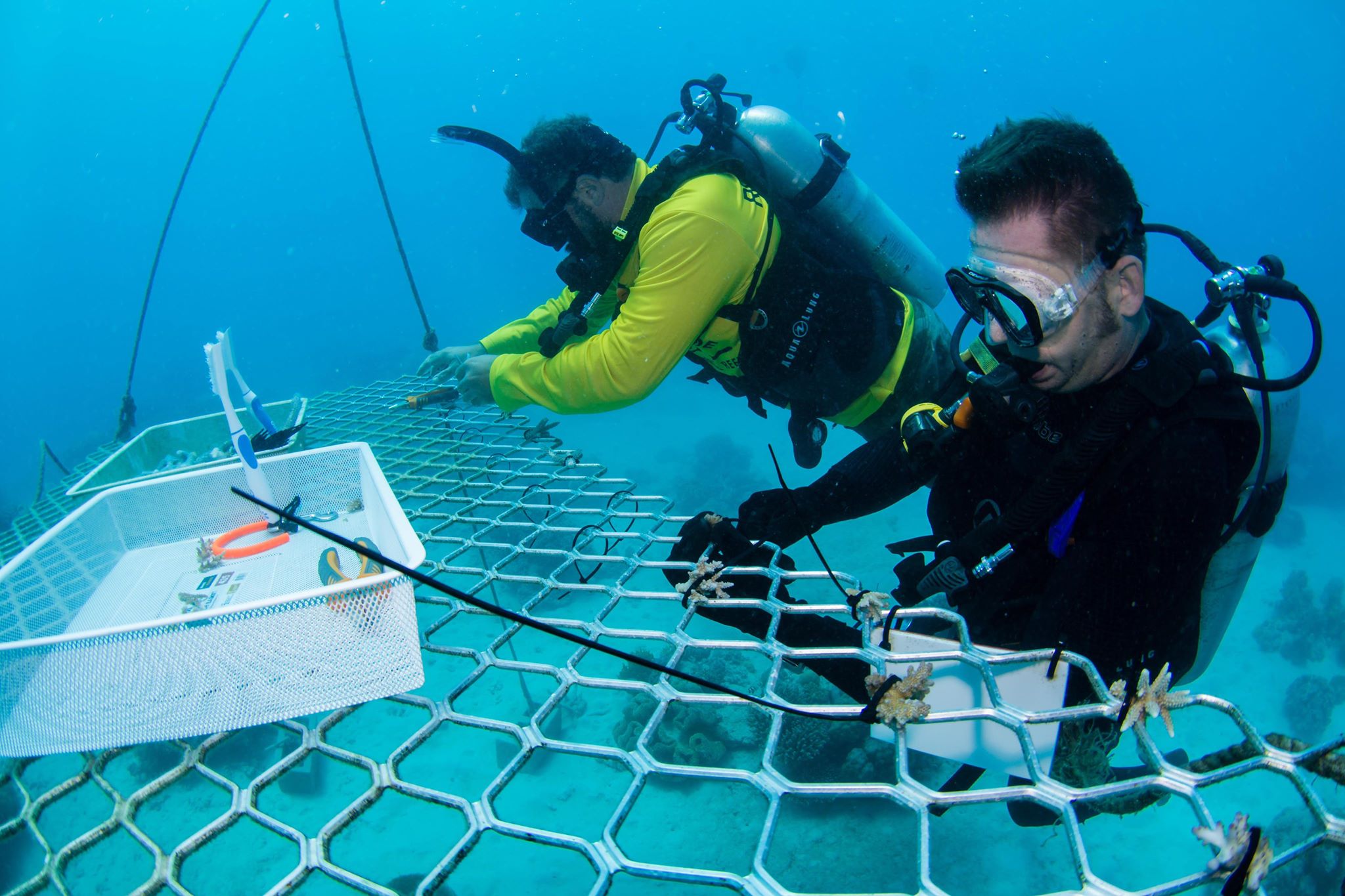 Coral Nurture Program Great Barrier Reef | transformational Queensland experiences Coral Nurture Program Great Barrier Reef | transformational Queensland experiences