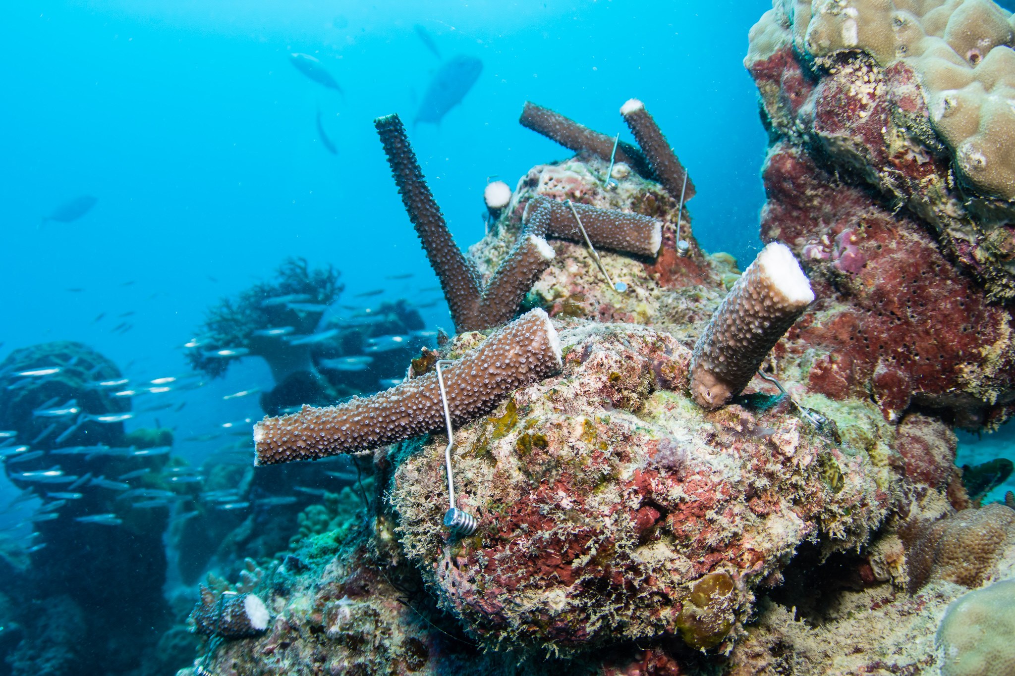 Coral Nurture Program Great Barrier Reef Coral Nurture Program Great Barrier Reef