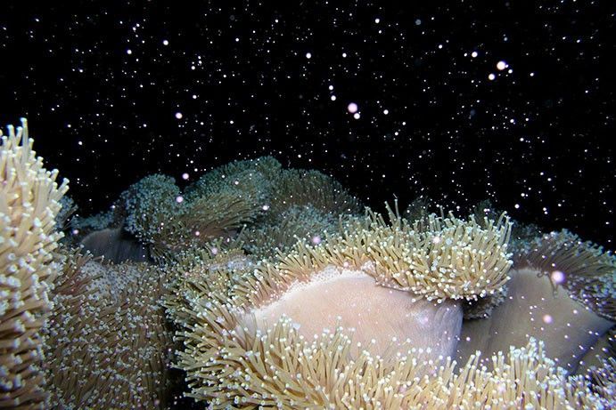 Photo by <a target="_blank" href="https://www.facebook.com/TheGreatBarrierReefAustralia/" rel="noopener">The Great Barrier Reef</a> via FB Photo by <a target="_blank" href="https://www.facebook.com/TheGreatBarrierReefAustralia/" rel="noopener">The Great Barrier Reef</a> via FB
