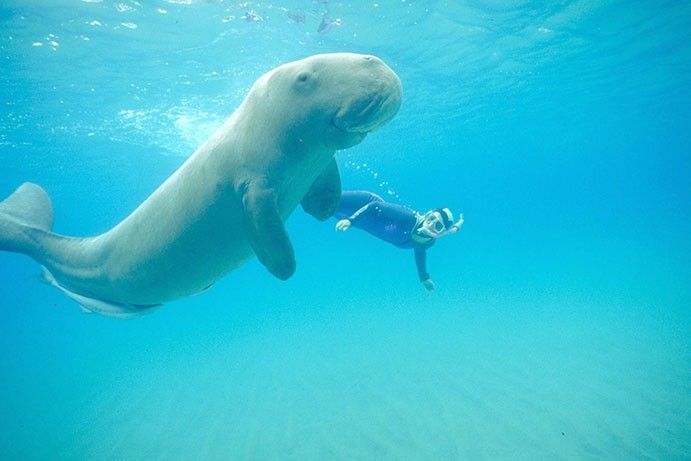 Dugong Great Barrier Reef Dugong Great Barrier Reef