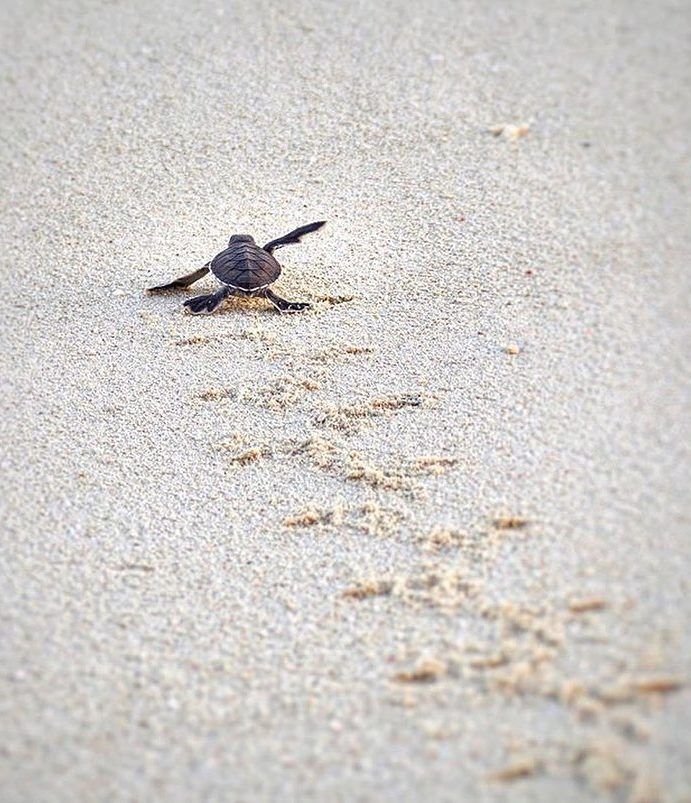Turtle Hatchling Heron Island SGBR Photo by @katebennett70 Turtle Hatchling Heron Island SGBR Photo by @katebennett70