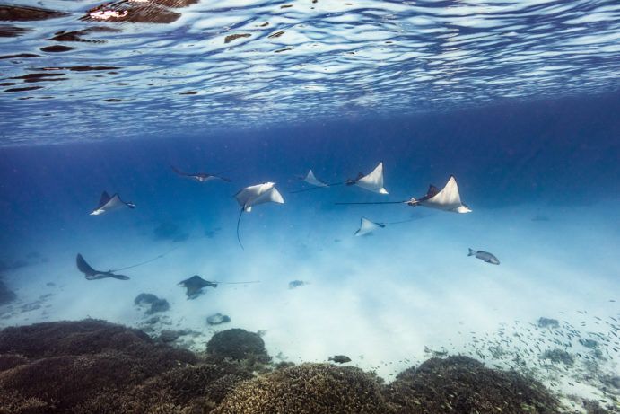 Lady Elliot Island Lady Elliot Island