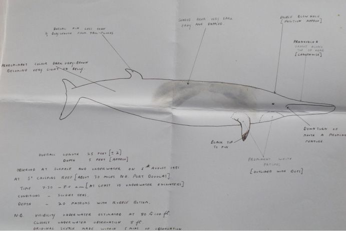 Rob-Pettijohns-first-drawing | Minke whales: The world's most exclusive wildlife encounter Rob-Pettijohns-first-drawing | Minke whales: The world's most exclusive wildlife encounter