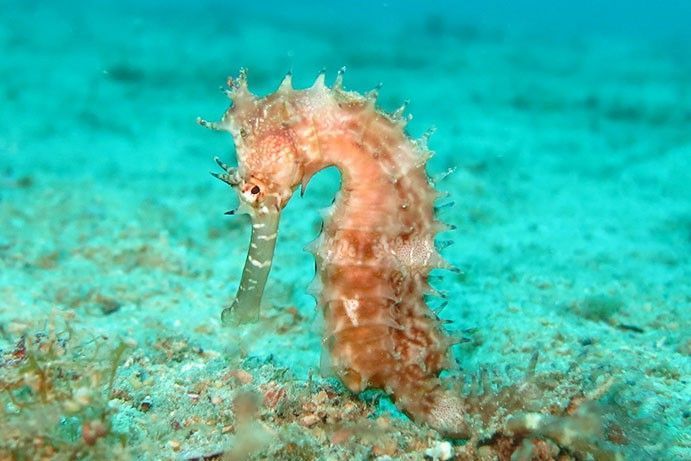 Sea horse Sea horse