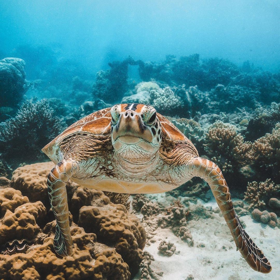 オーストラリア・クイーンズランド州｜グレートバリアリーフエリア