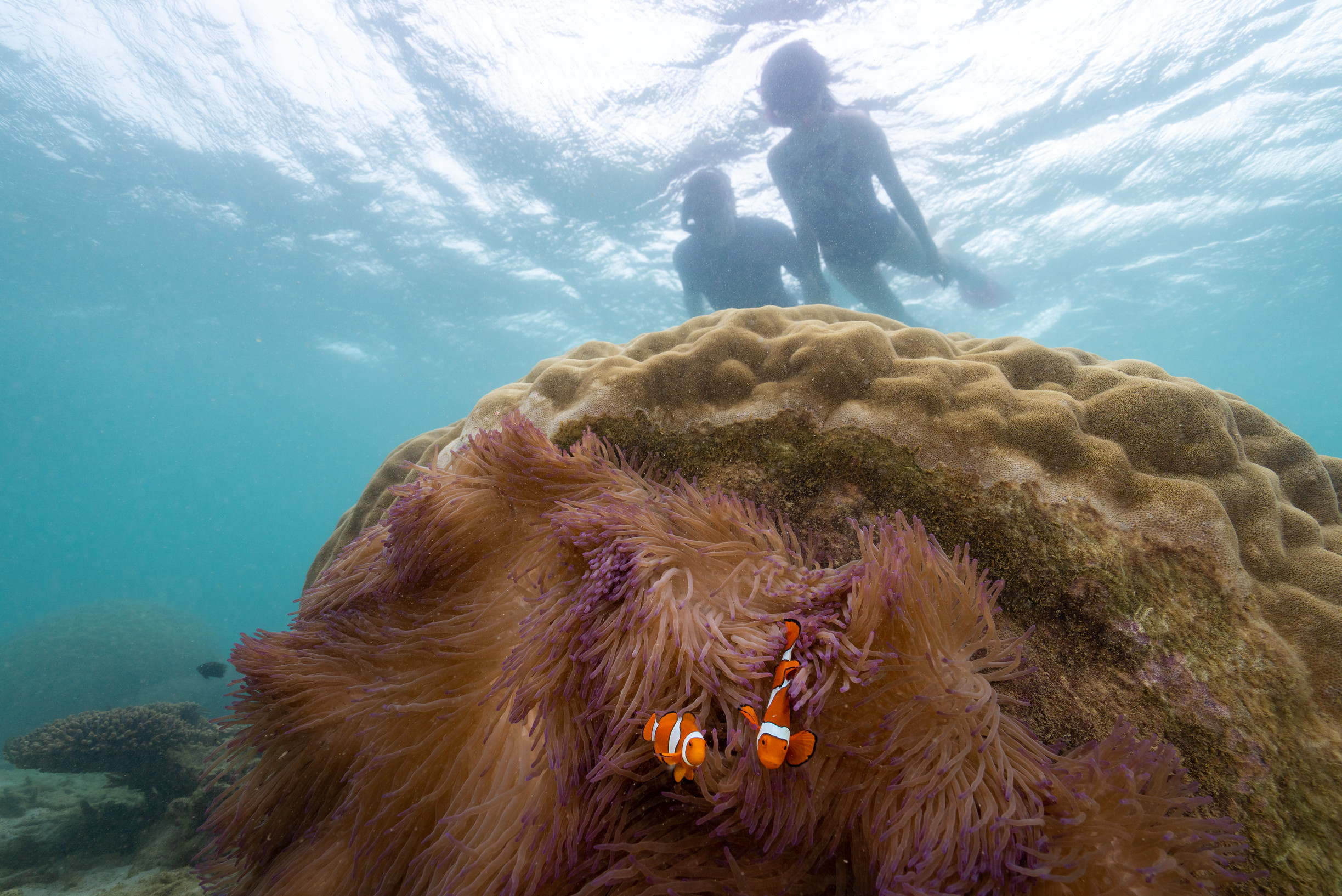 Snorkelling at Frankland Islands on the Great Barrier Reef, with Frankland Islands Reef Cruises Snorkelling at Frankland Islands on the Great Barrier Reef, with Frankland Islands Reef Cruises