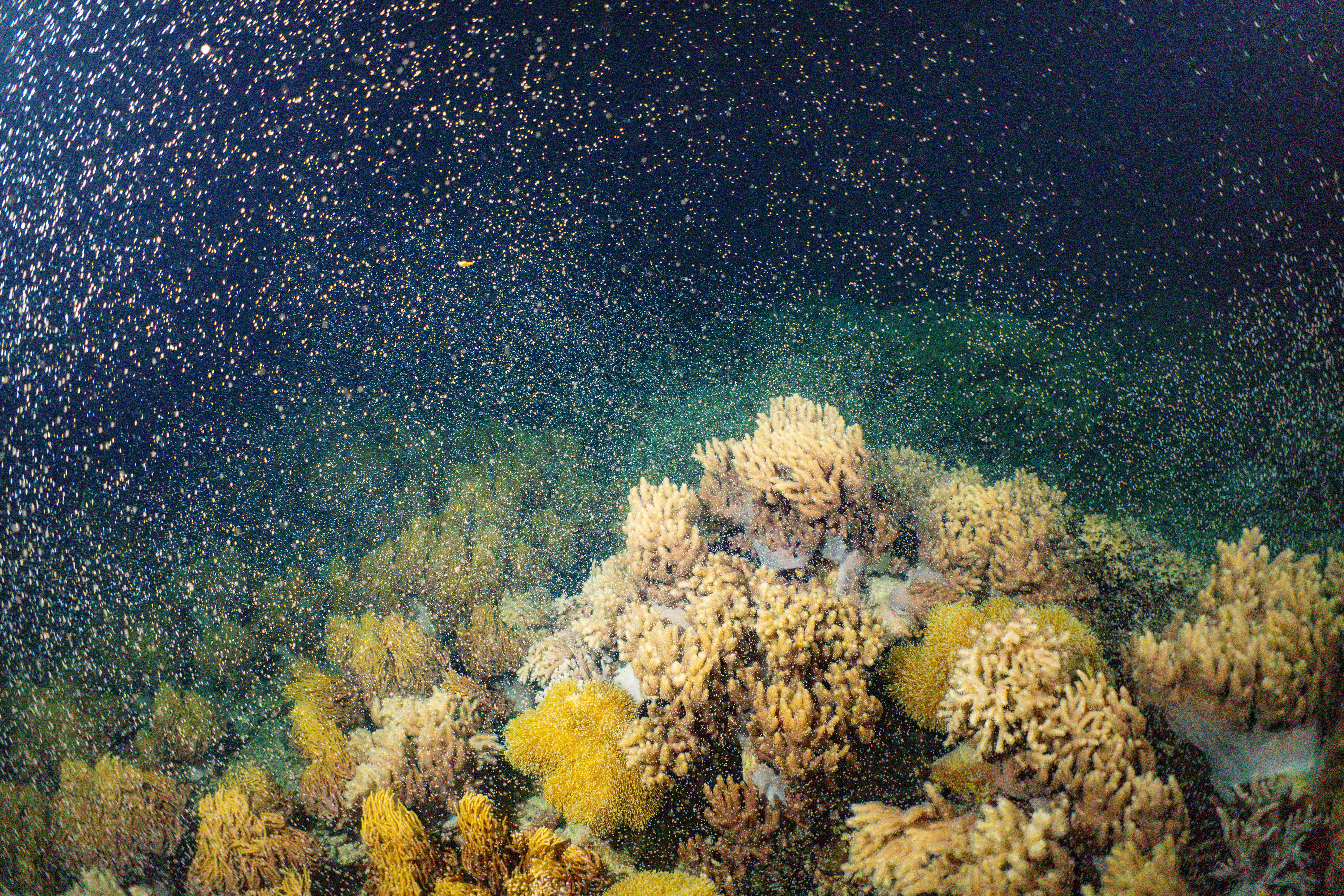 Coral spawning on the Great Barrier Reef 2024