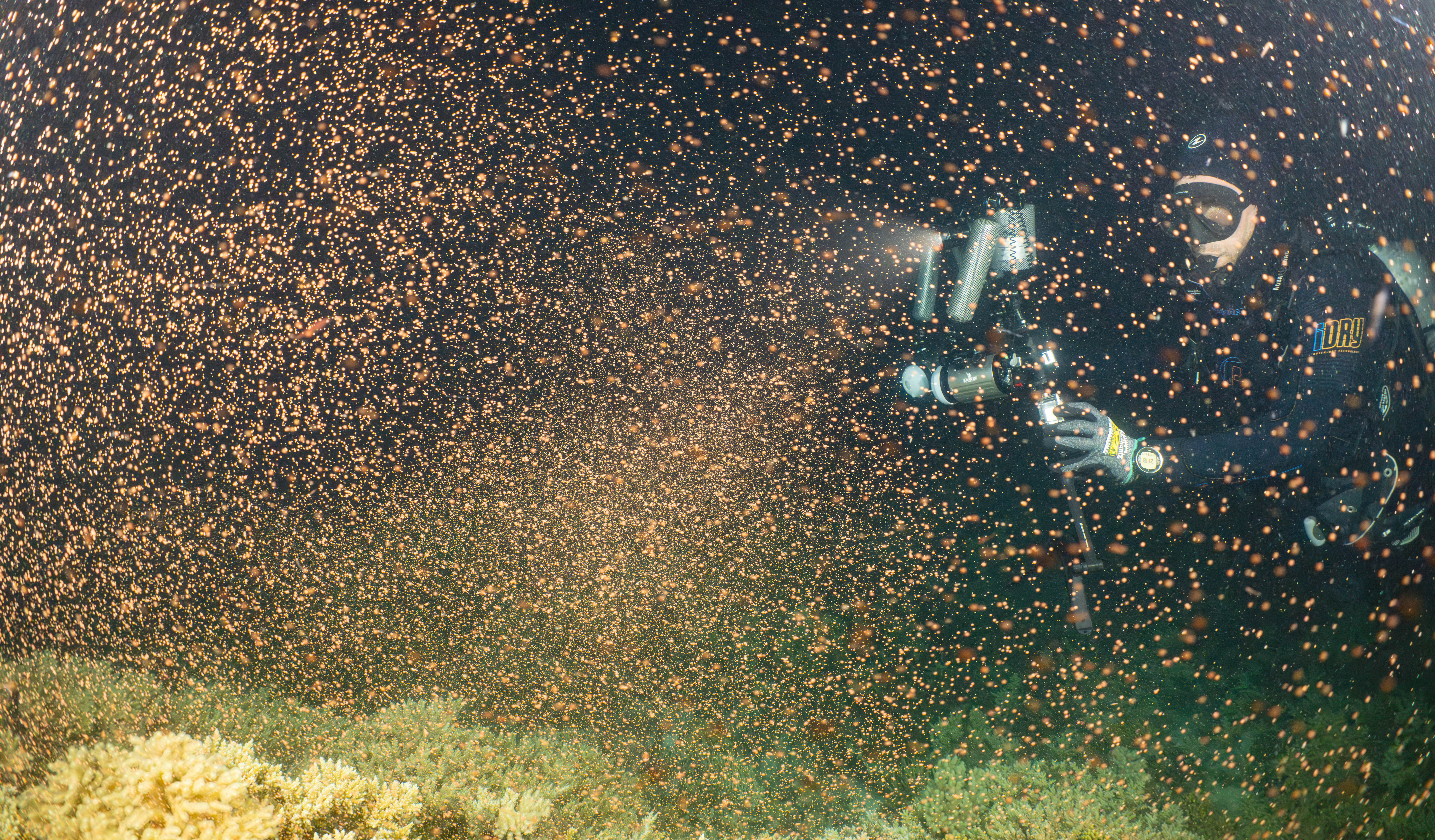 Coral spawning on the Great Barrier Reef 2024