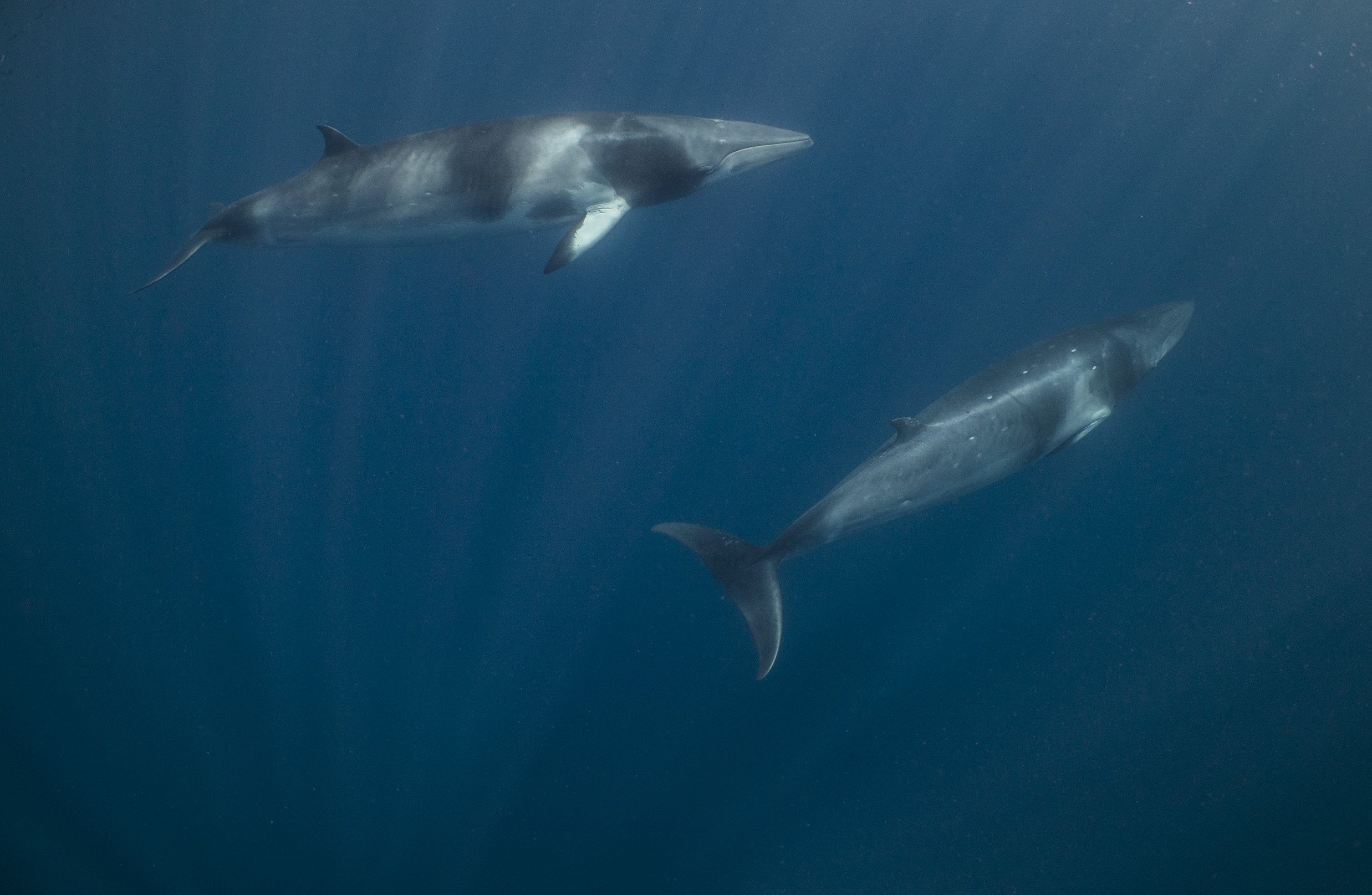 Swimming with minke whales | volunteer holiday Queensland Swimming with minke whales | volunteer holiday Queensland