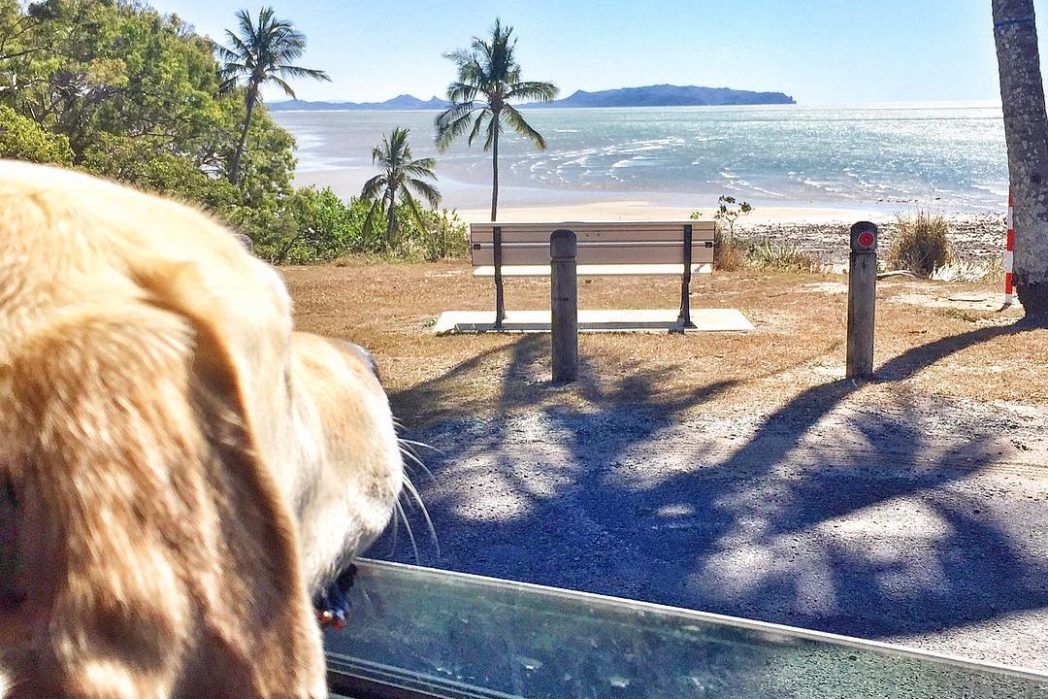 dog at Bucasia Beach | pet-friendly camping