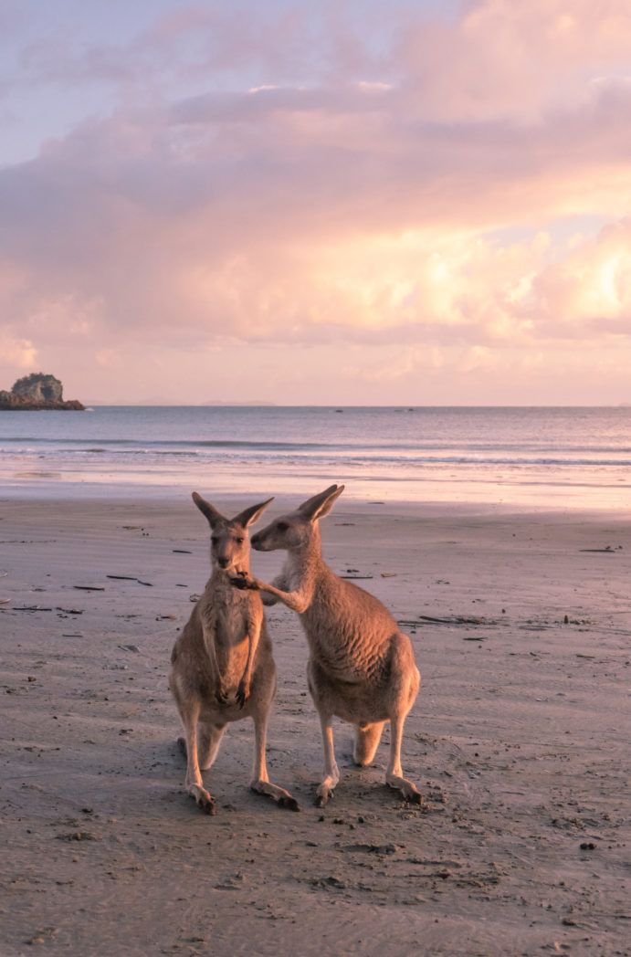 Wallabies on the beach at Cape Hillsborough Mackay | essential Queensland photo bucket list Wallabies on the beach at Cape Hillsborough Mackay | essential Queensland photo bucket list