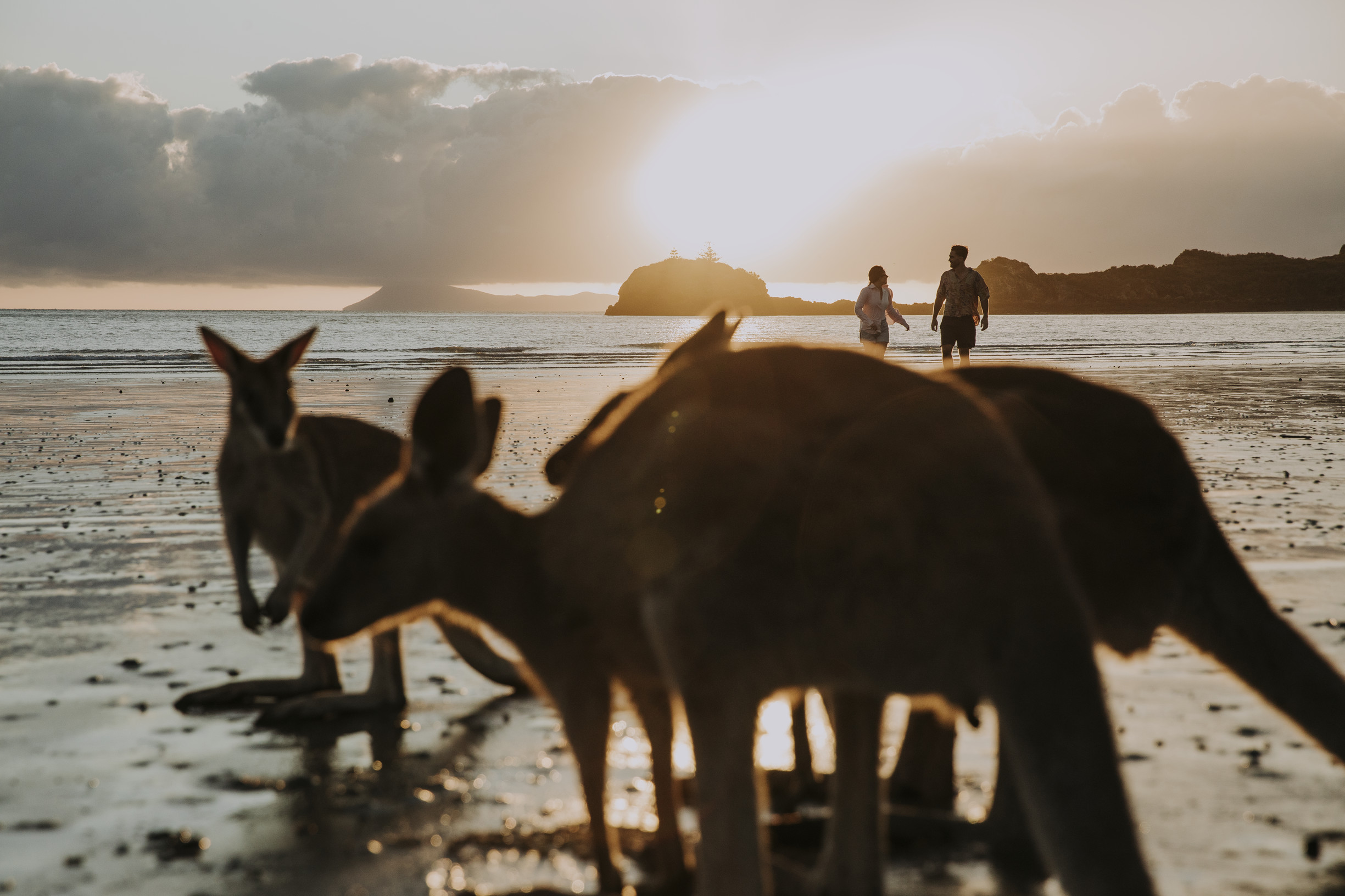 Kangaroos on the beach at Cape Hillsborough | Queensland holiday ideas for students Kangaroos on the beach at Cape Hillsborough | Queensland holiday ideas for students