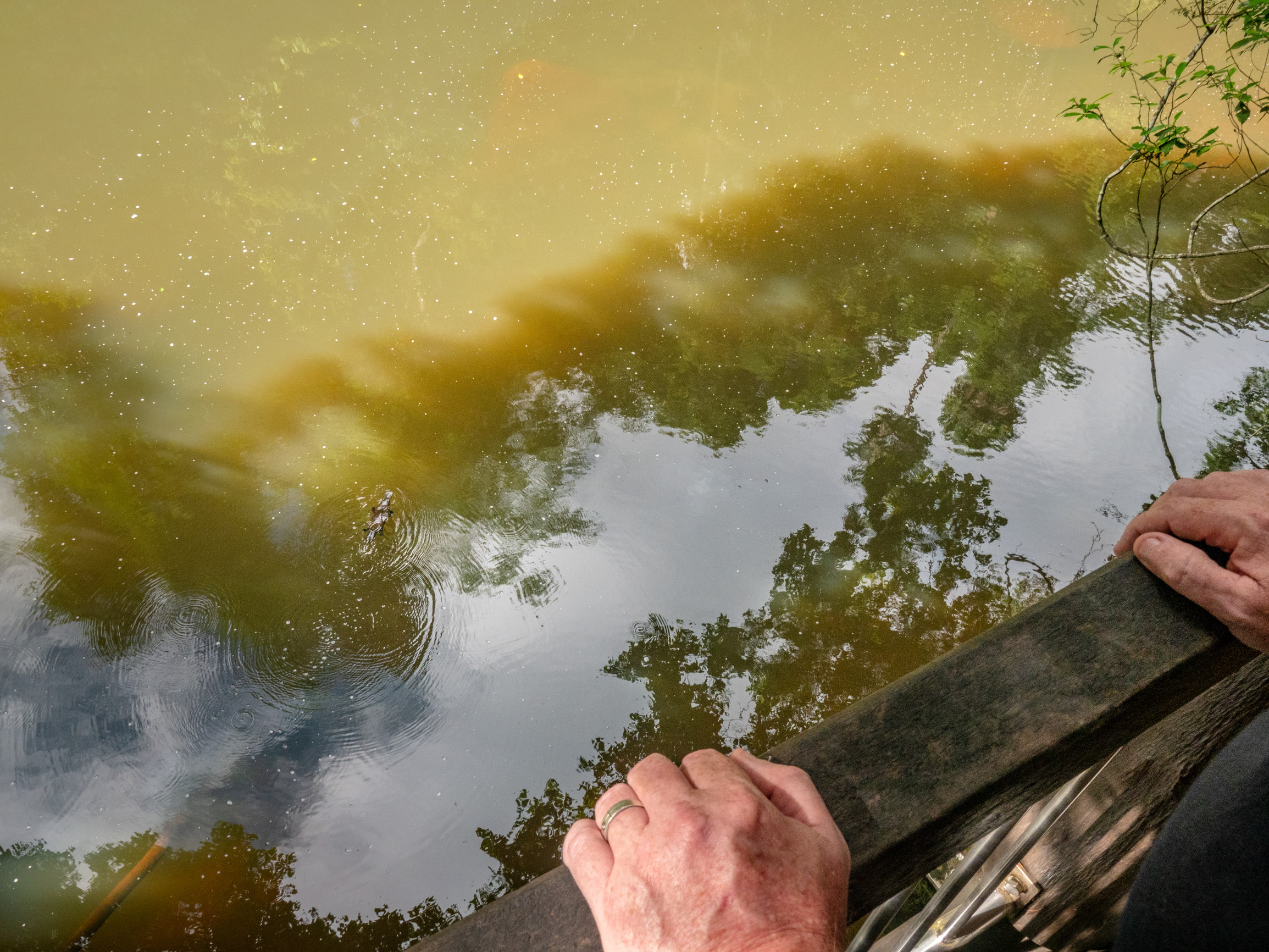 Platypus Viewing Deck at Broken River Eungella National Park | free things to do Mackay Platypus Viewing Deck at Broken River Eungella National Park | free things to do Mackay