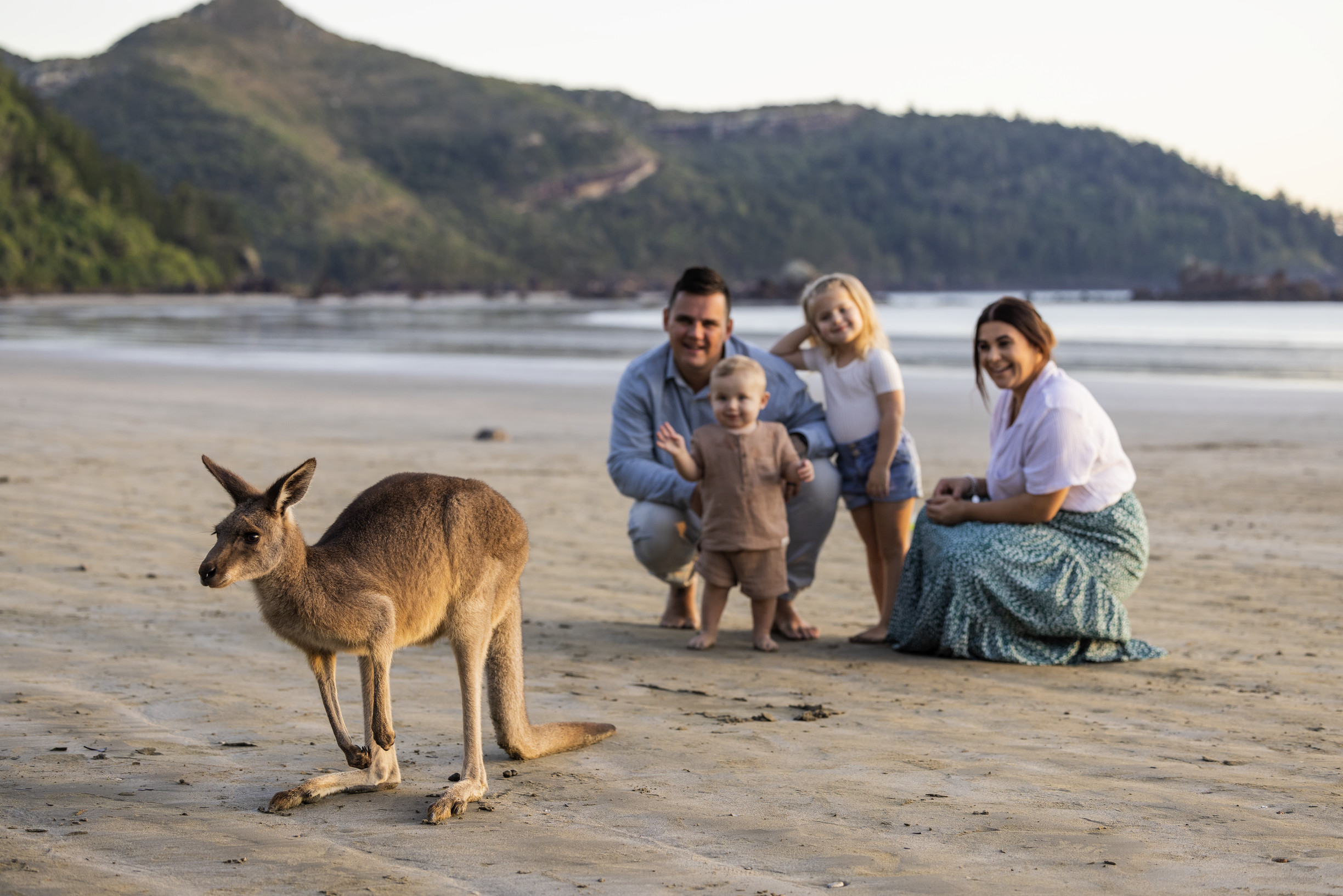 Sunrise with the wallabies on the beach Sunrise with the wallabies on the beach