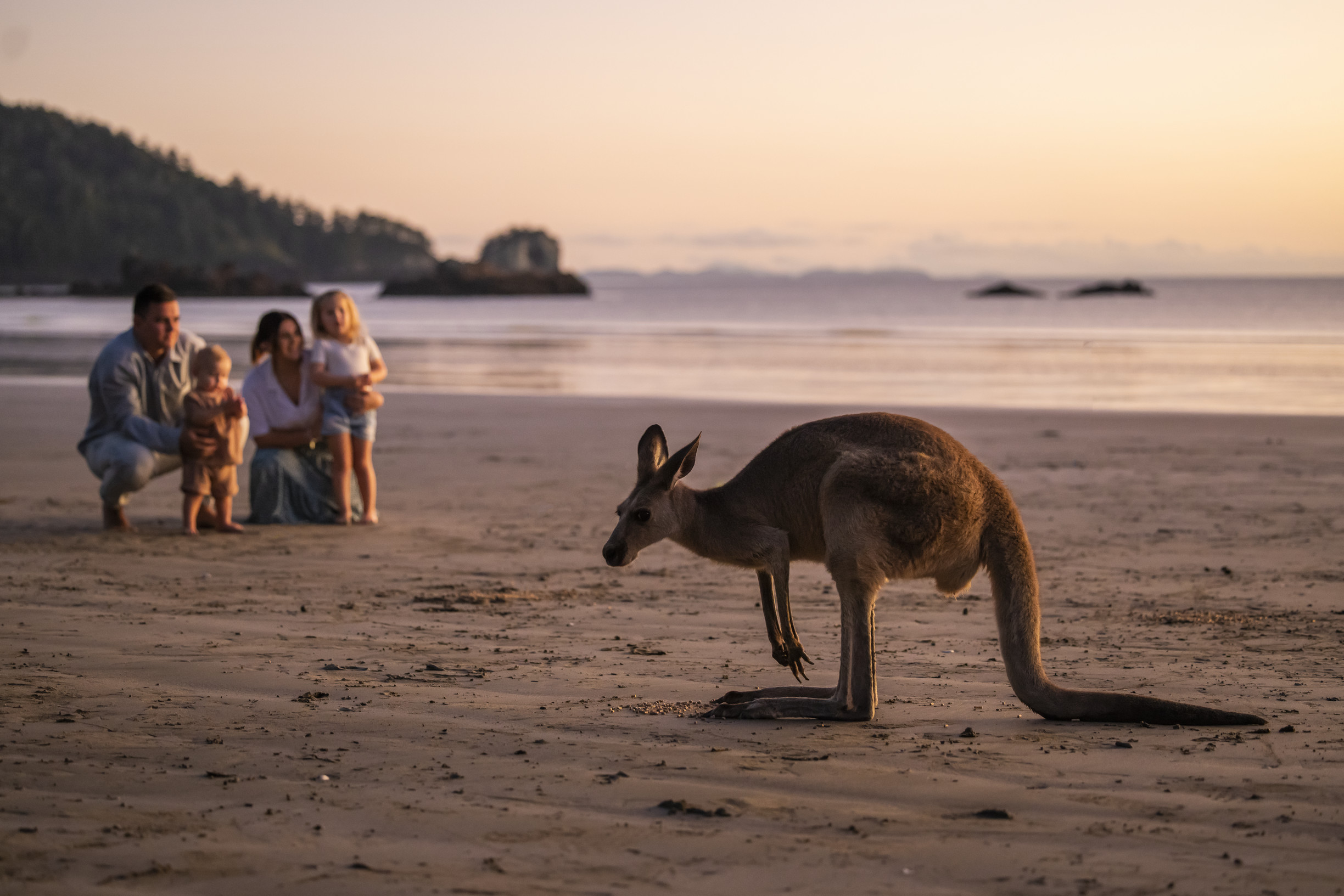 Sunrise with the wallabies on the beach at Cape Hillsborough National Park