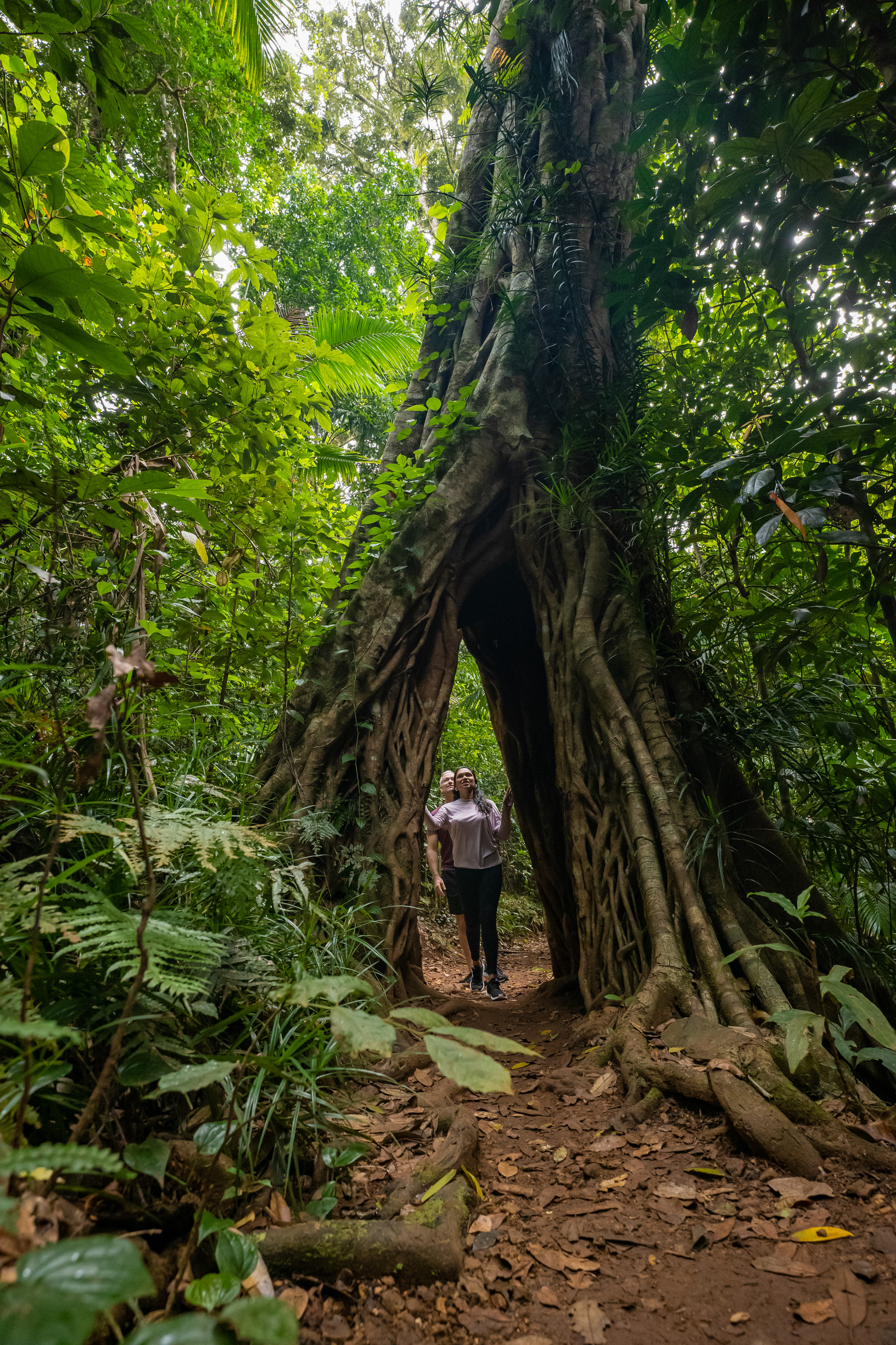 Couple walking through a natural arch of a tree, in Eungella National Park | lesser known national parks Queensland Couple walking through a natural arch of a tree, in Eungella National Park | lesser known national parks Queensland