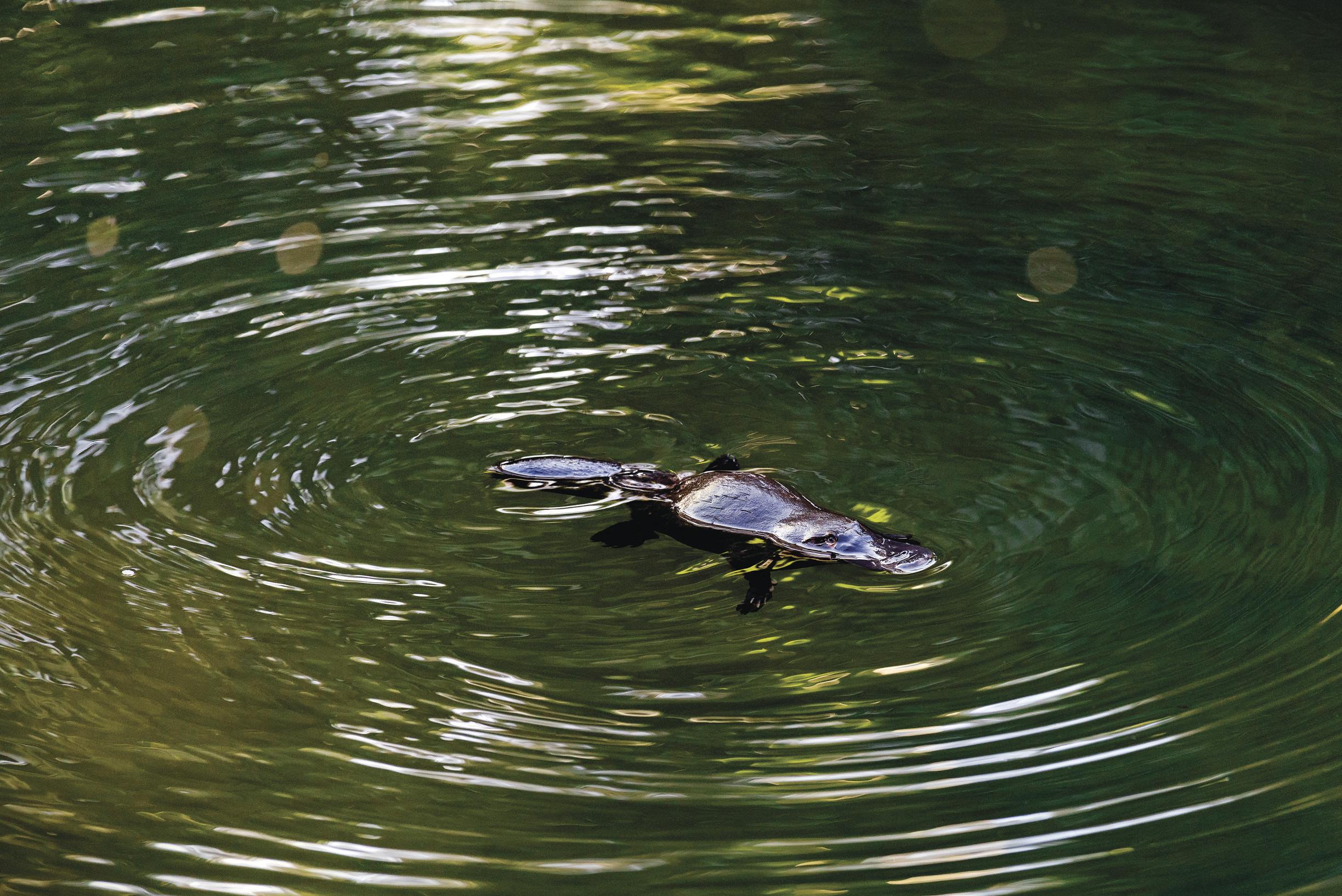 Platypus sighting at Broken River Eungella National Park Platypus sighting at Broken River Eungella National Park