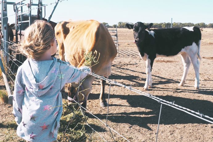 Feeding at Shandonvale Station | Outback Queensland Feeding at Shandonvale Station | Outback Queensland