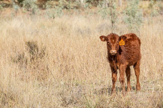 Calf | Wallaroo Outback Retreat Calf | Wallaroo Outback Retreat