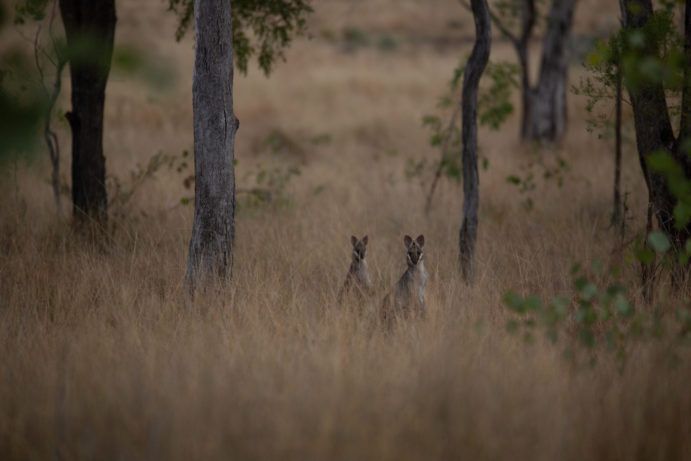 Wallaroo Outback Retreat Wallaroo Outback Retreat