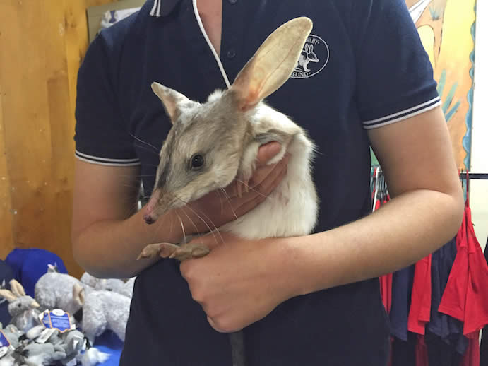 Bilby Experience Centre Charleville | meet native wildlife Queensland Bilby Experience Centre Charleville | meet native wildlife Queensland