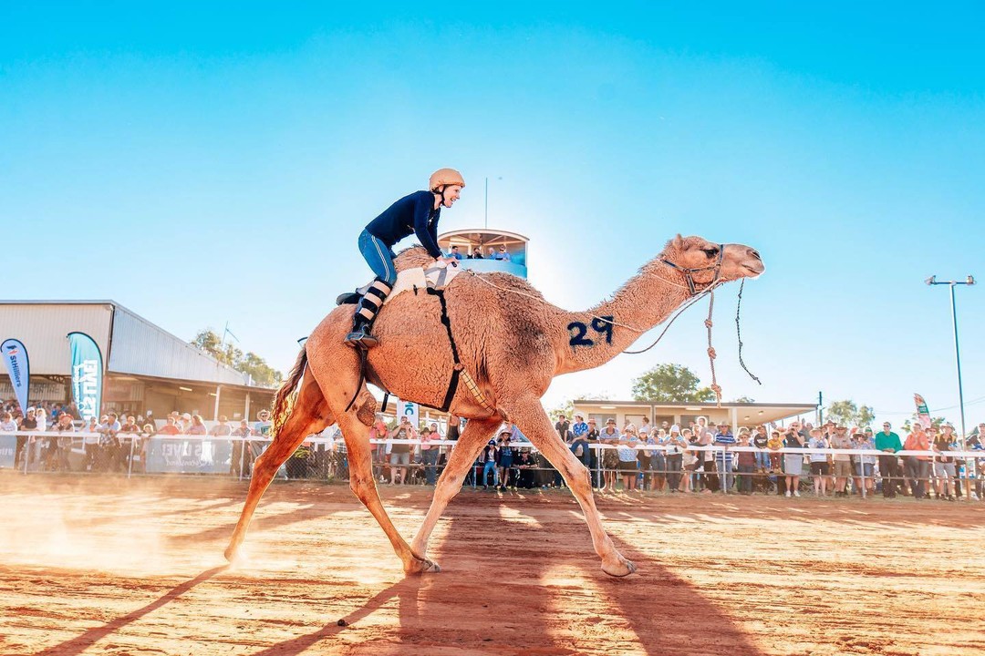 Boulia Camel Races | wacky and weird events Queensland