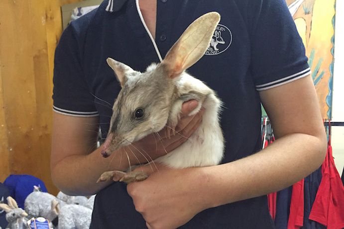 Bilby Experience Charleville | Queensland’s Natural Sciences Loop