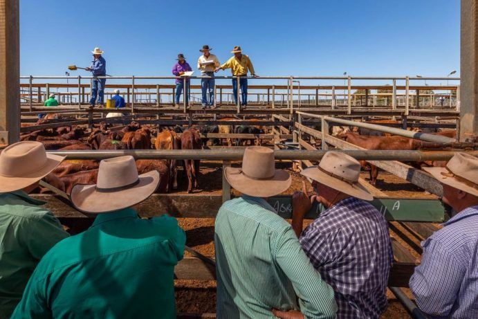 Men in akubras look at cattle in the salesyards at Roma Men in akubras look at cattle in the salesyards at Roma