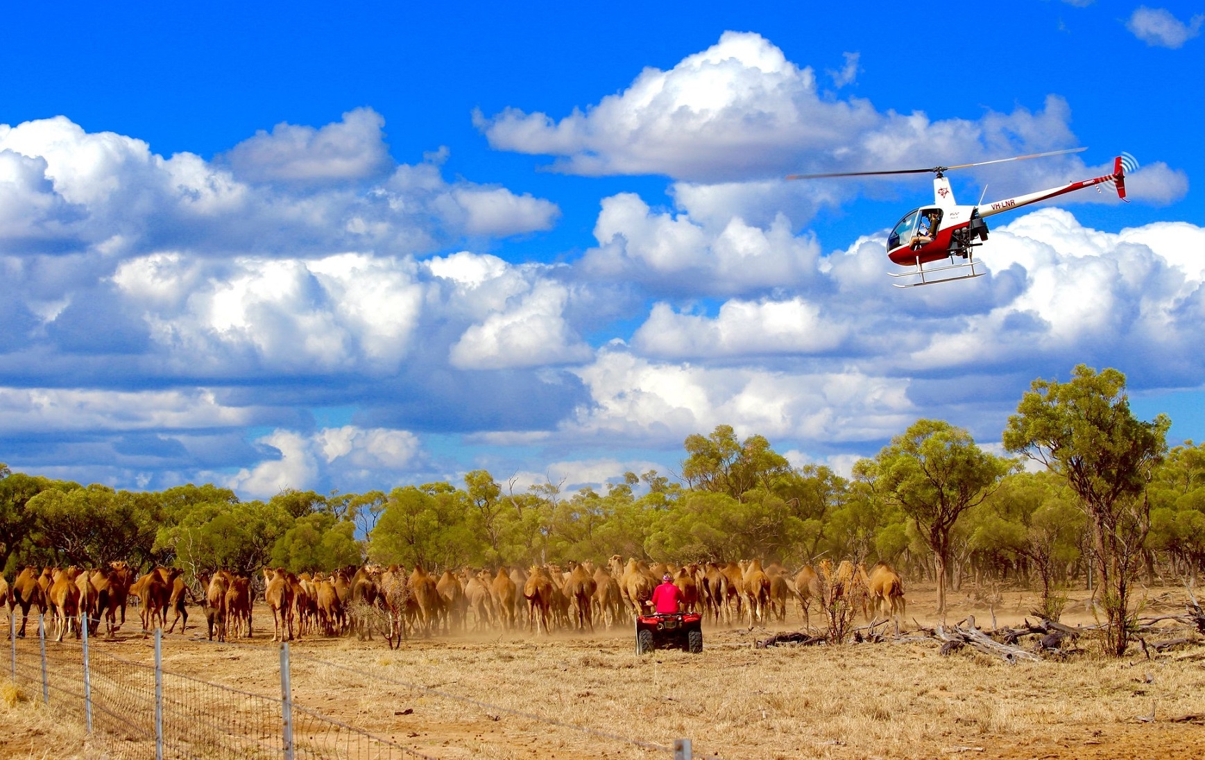 Heli mustering on Shandonvale Station | adventure experiences queensland Heli mustering on Shandonvale Station | adventure experiences queensland