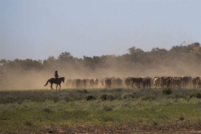 Wandering Stock, Outback Queensland | How to care for our wildlife when driving in Outback Queensland