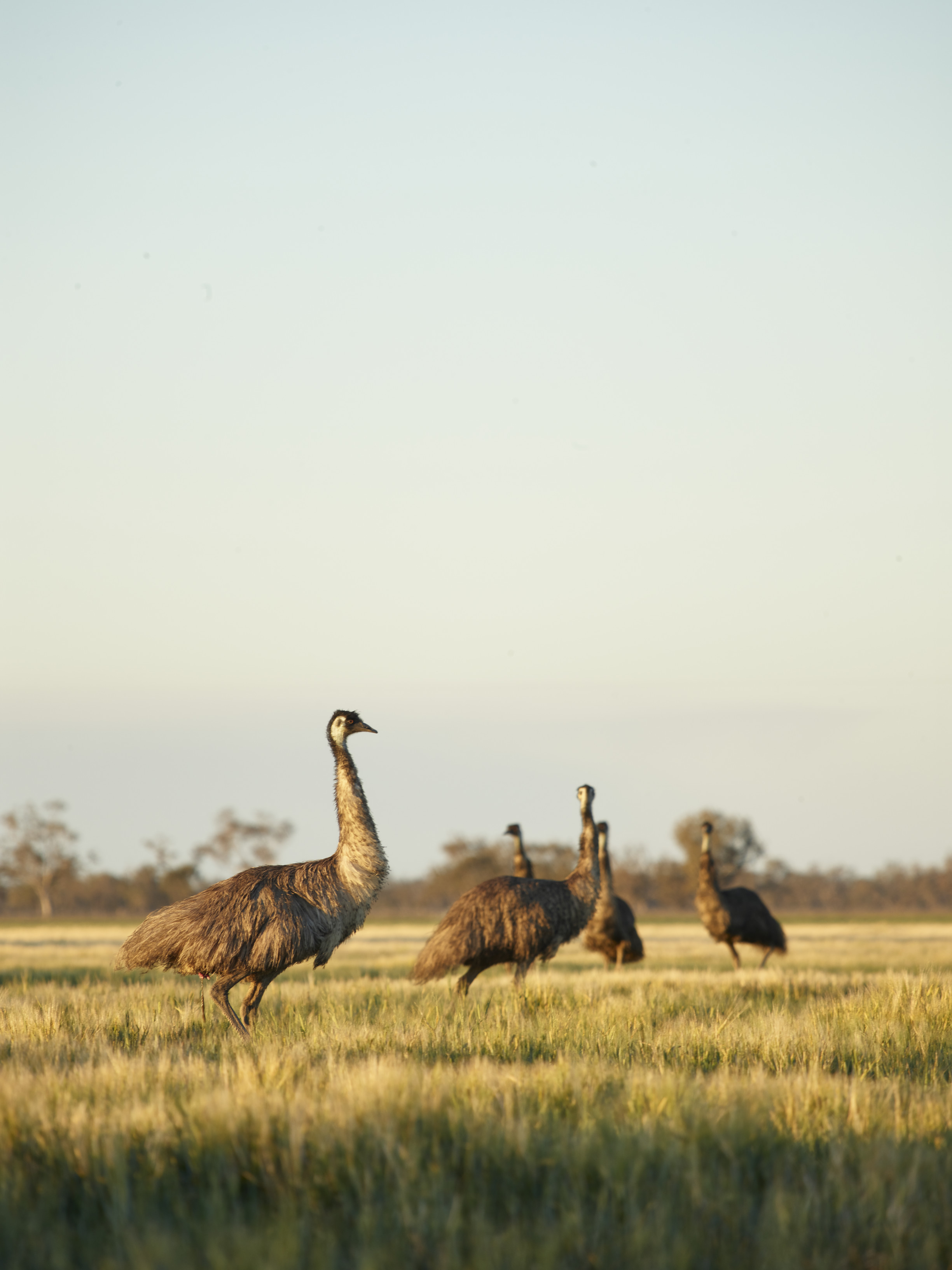 Emus walking through the landscape near Nindigully and St George | Brisbane to Birdsville road trip Emus walking through the landscape near Nindigully and St George | Brisbane to Birdsville road trip