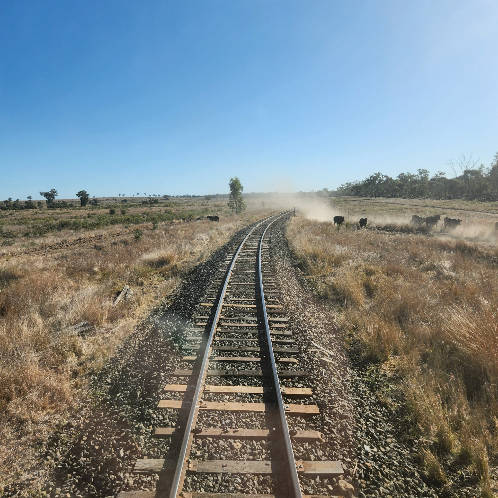 Cattle kick up dust near a train track running through outback queensland Cattle kick up dust near a train track running through outback queensland