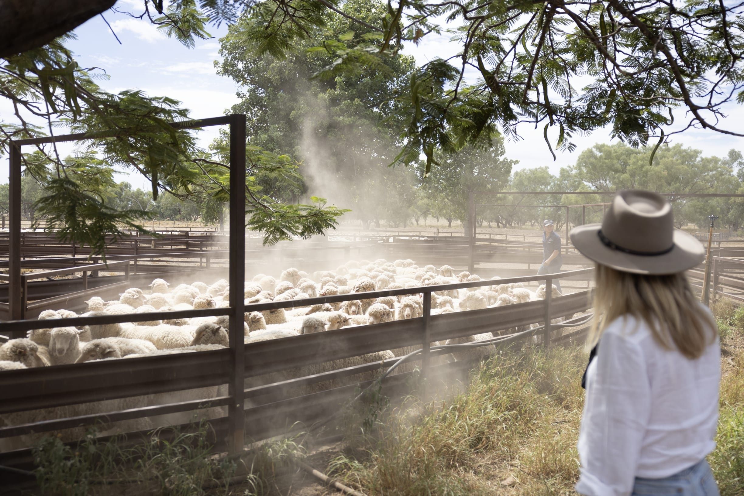 Woman watches sheep herded into gates at an outback station