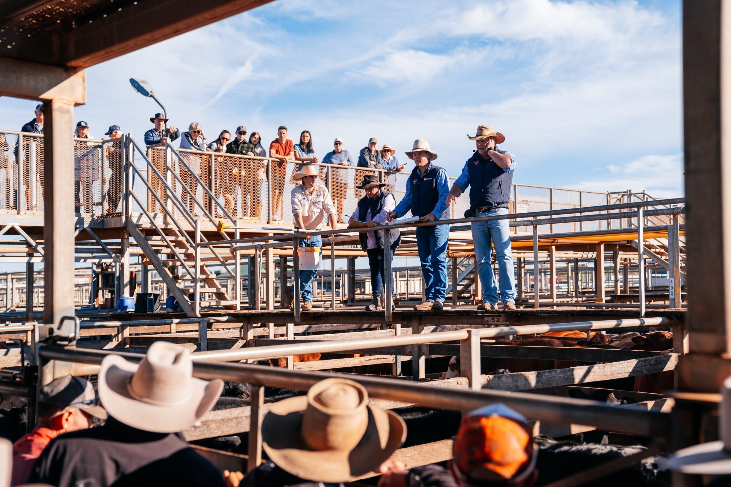 Auctioneers conduct cattle sales at Roma Saleyards