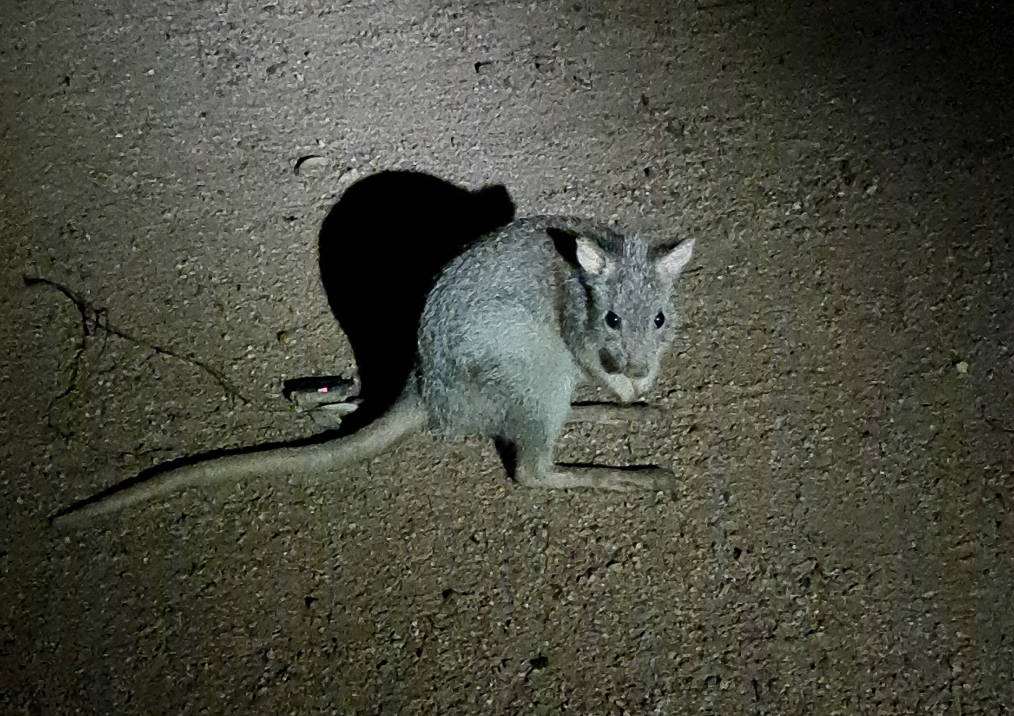 Keep a look out for the cheeky rufous bettong