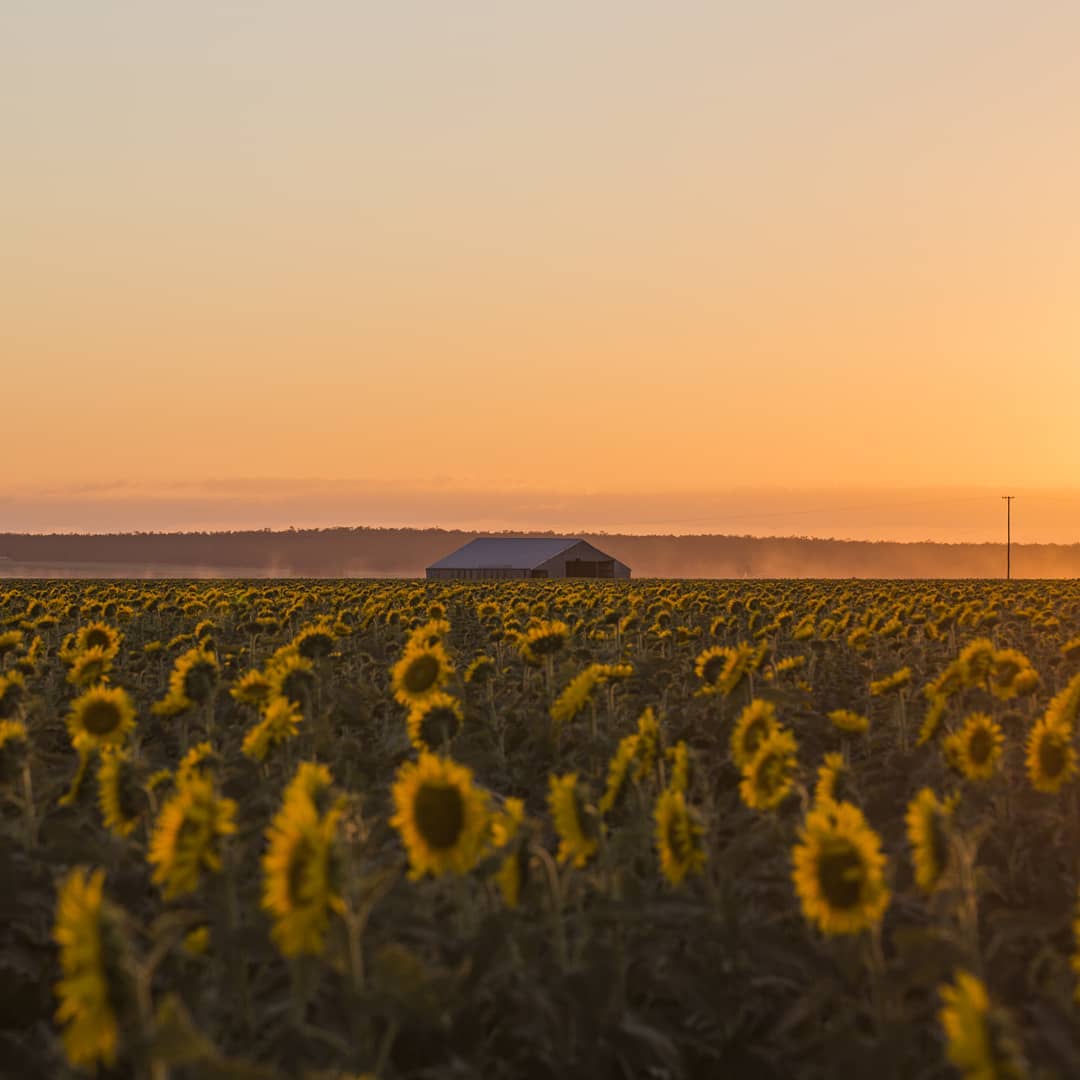 Sunflowers Southern Queensland Country Clifton | where to propose Queensland Sunflowers Southern Queensland Country Clifton | where to propose Queensland