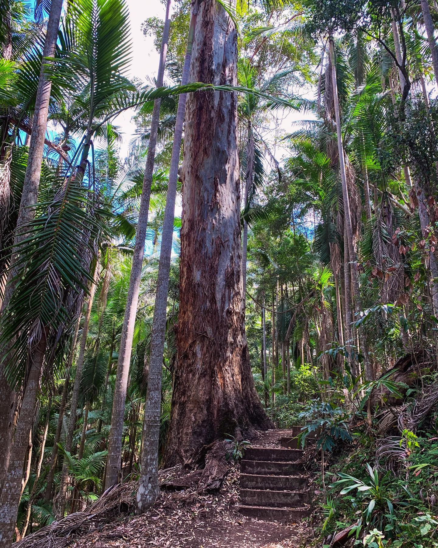 Ravensbourne National Park | Crows Nest itinerary Ravensbourne National Park | Crows Nest itinerary