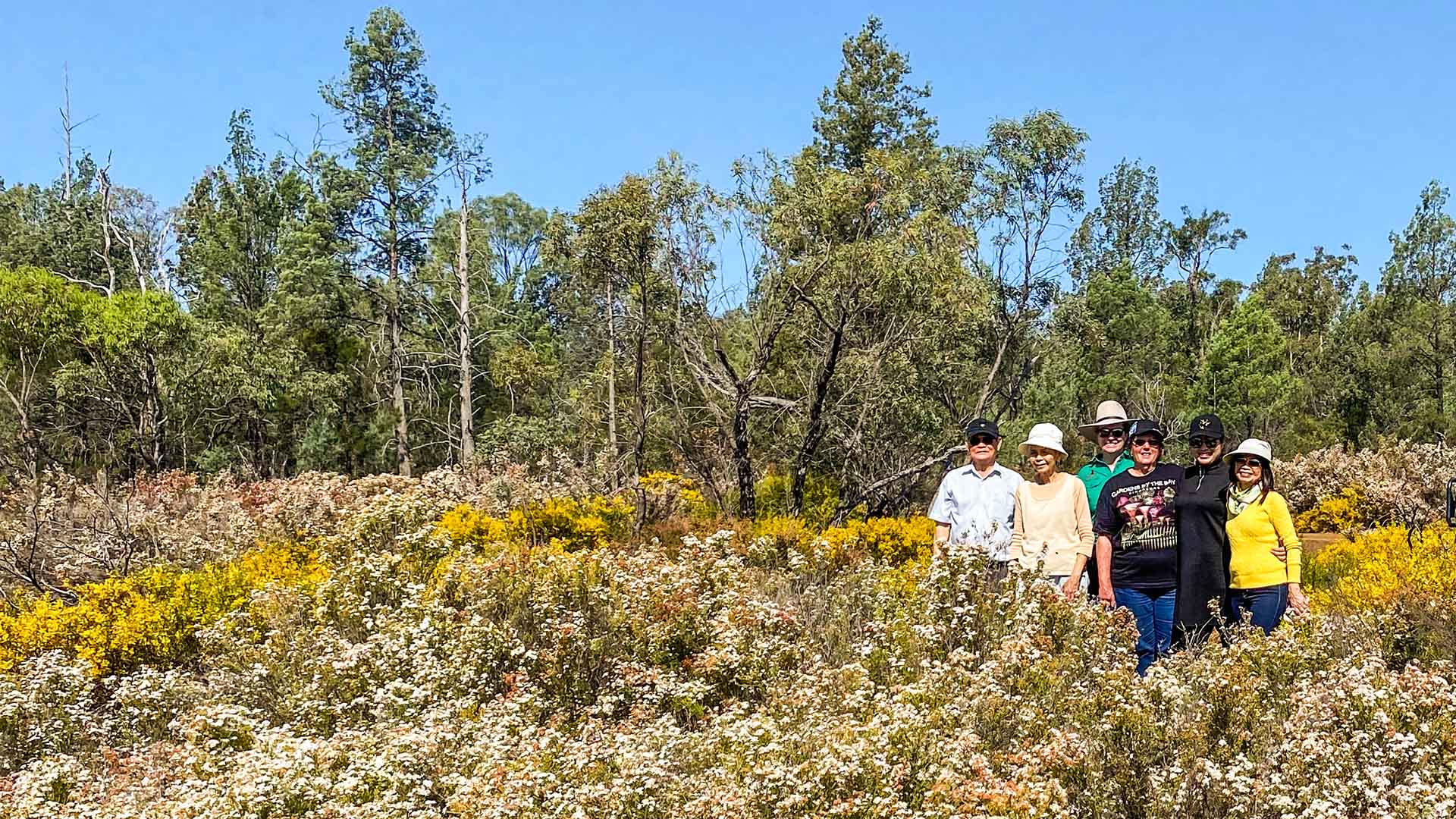 Boobook Expore's wildflower tours in Gurulmundi Boobook Expore's wildflower tours in Gurulmundi