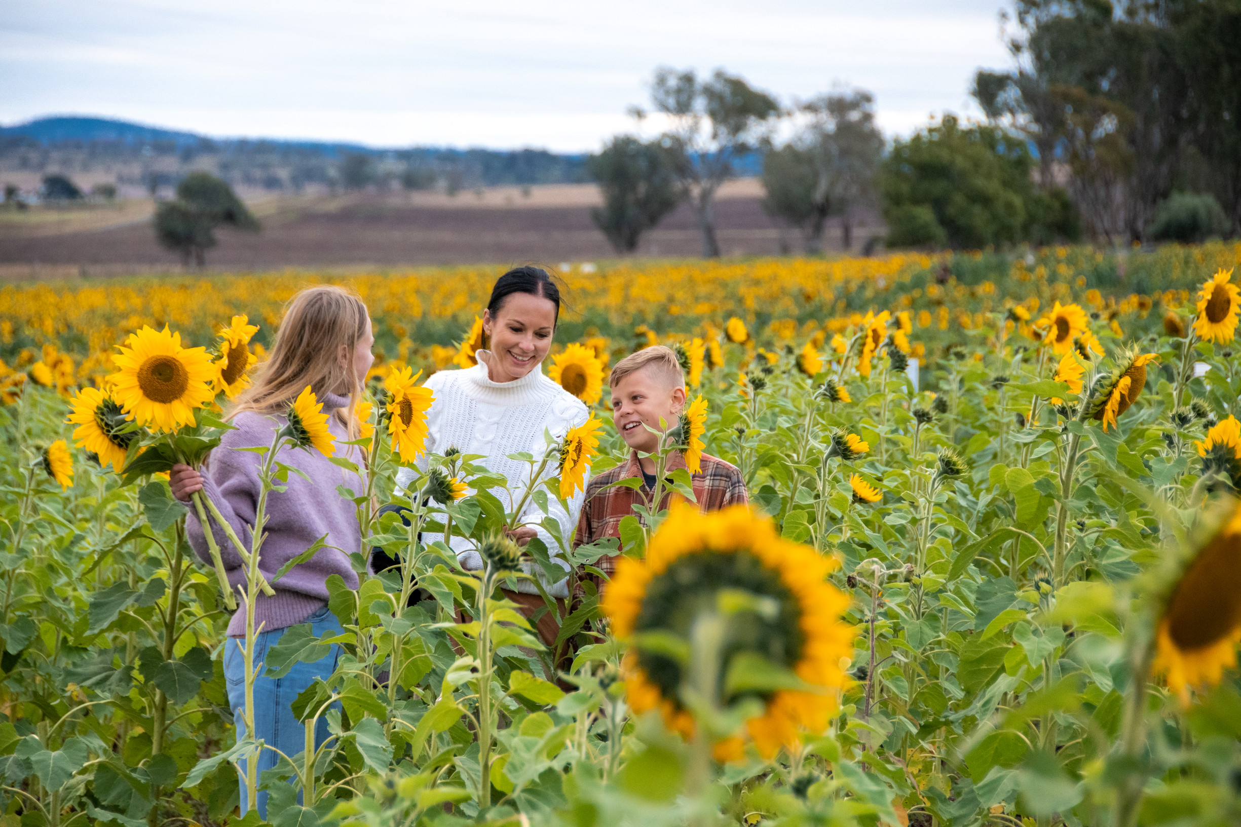 Family walking through a sunflower farm at Warraba Sunflowers, Southern Queensland Country Family walking through a sunflower farm at Warraba Sunflowers, Southern Queensland Country