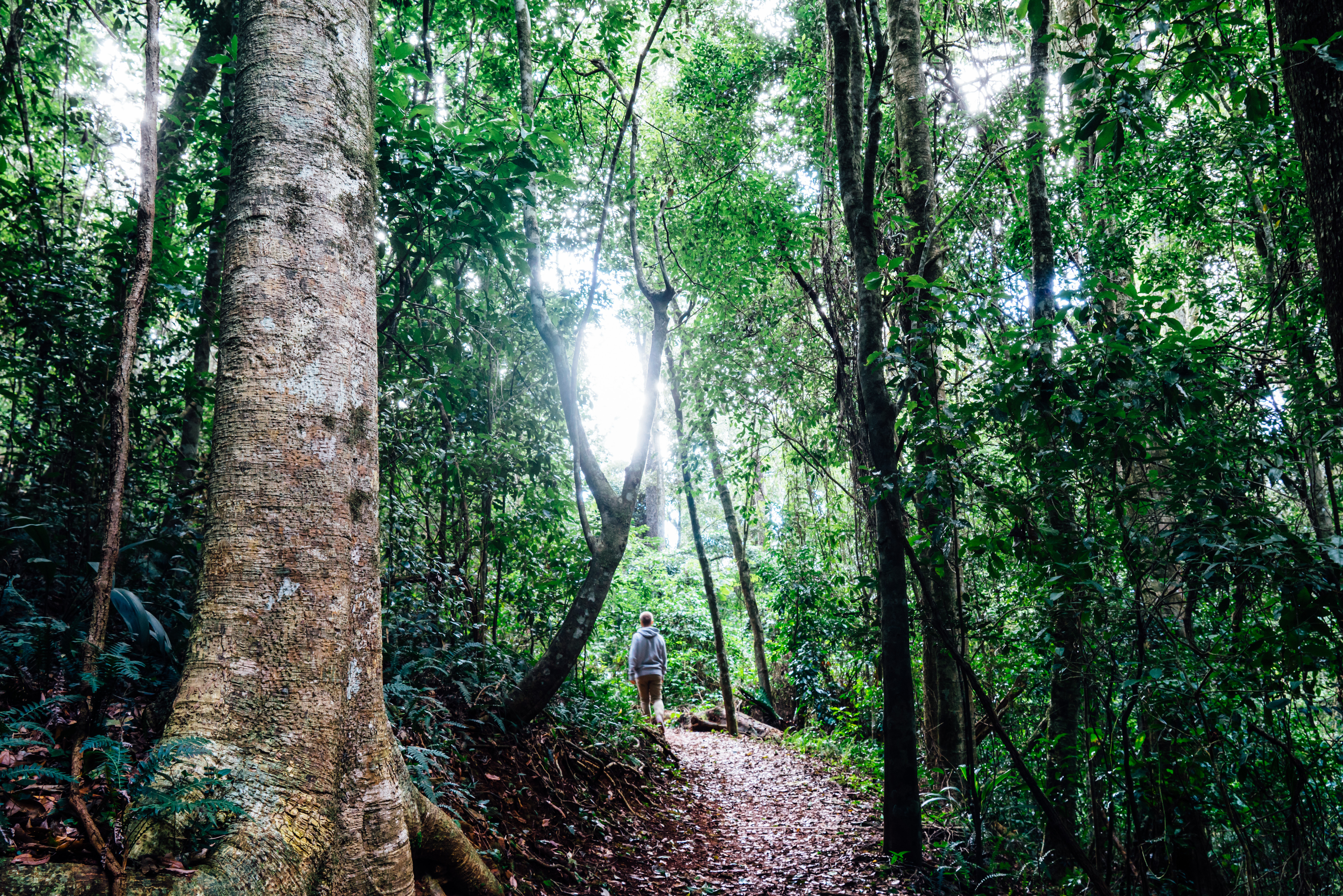 Bunya Mountains National Park Bunya Mountains National Park