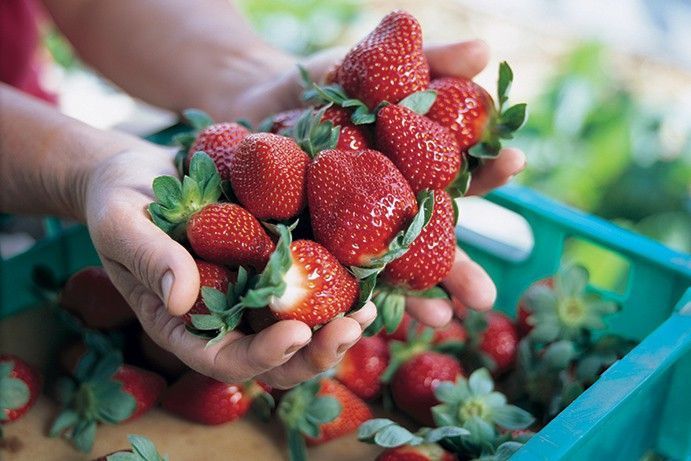 Strawberry picking Strawberry picking